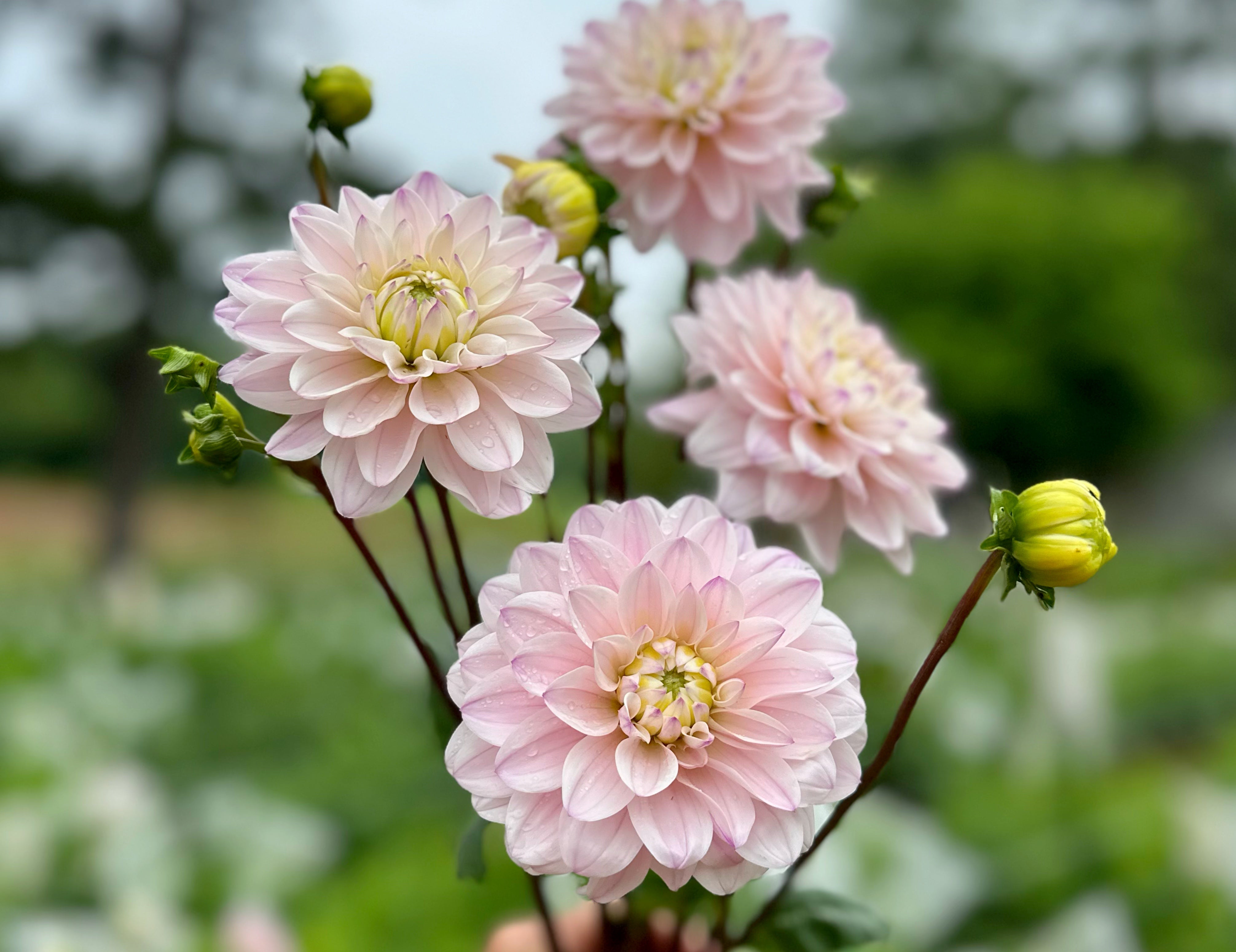 Blush Dahlias