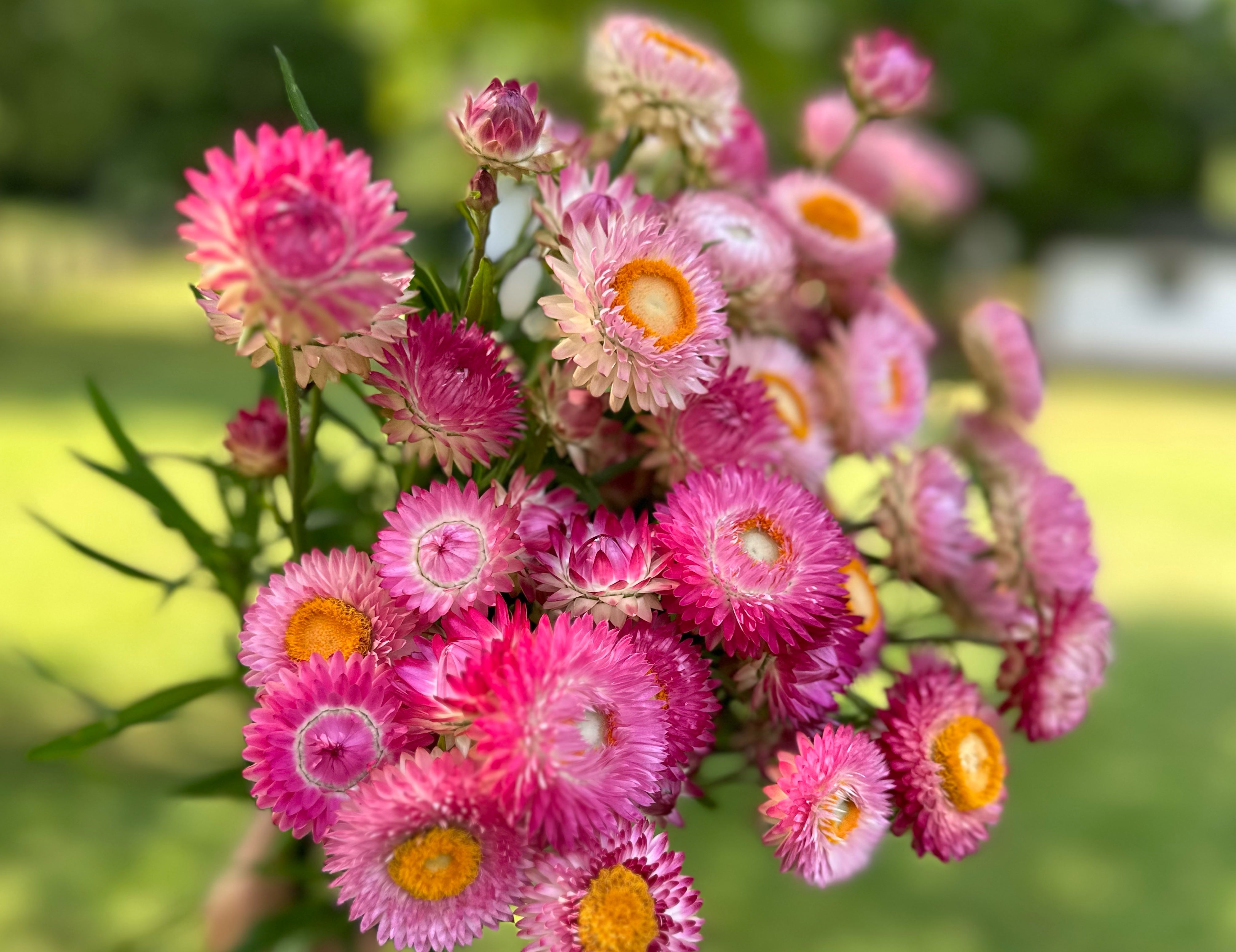 Strawflower Mix