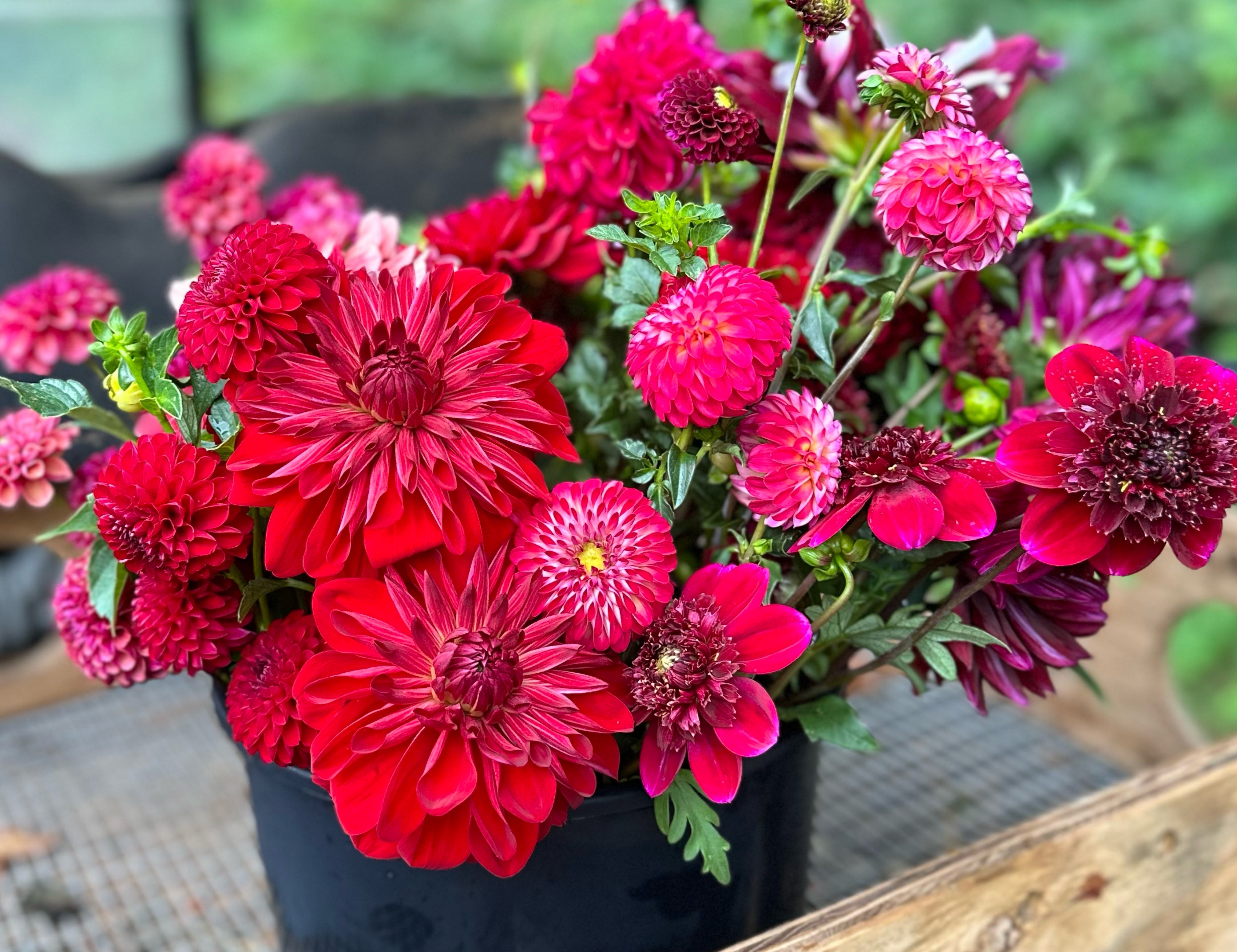 Red Dahlias