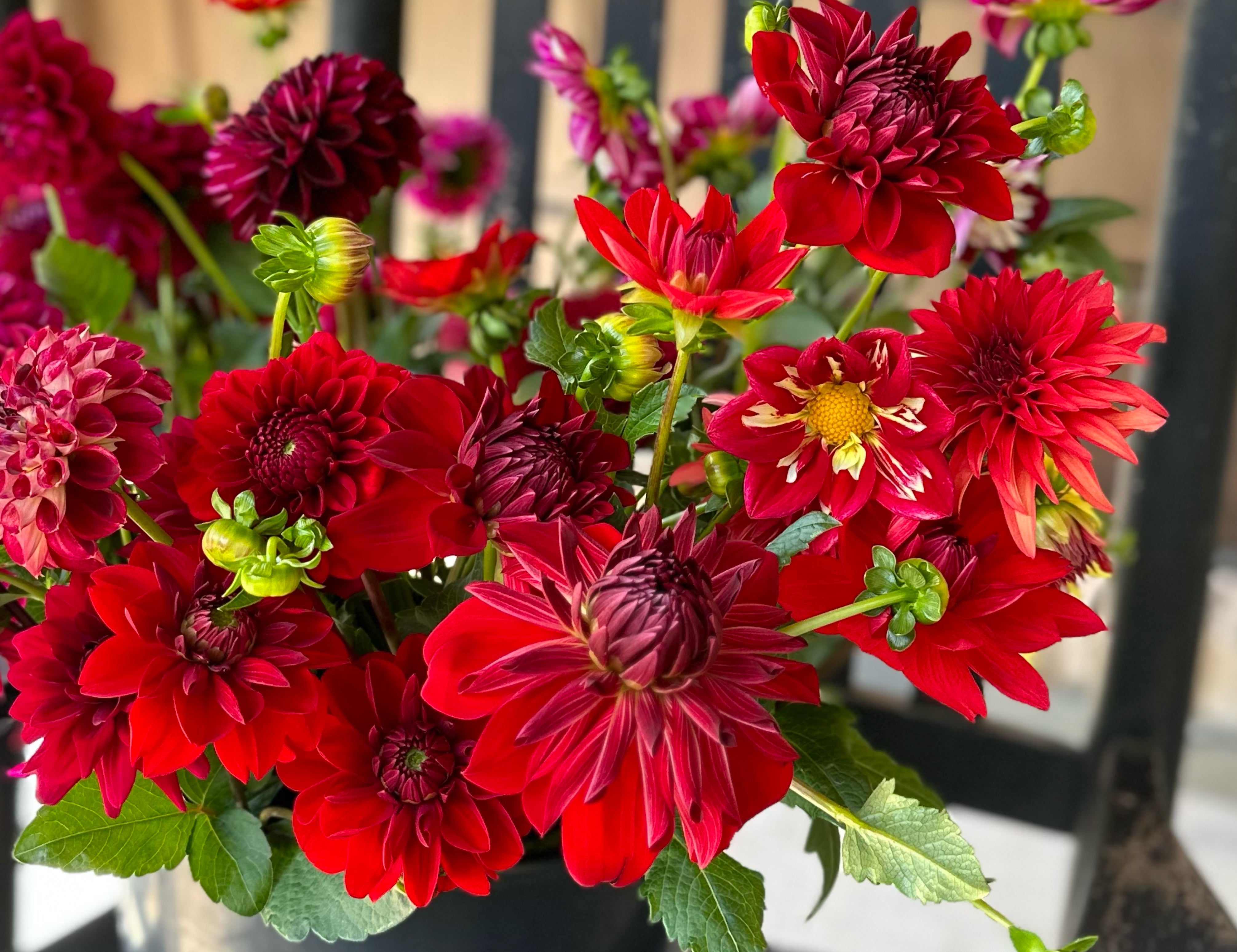 Red Dahlias