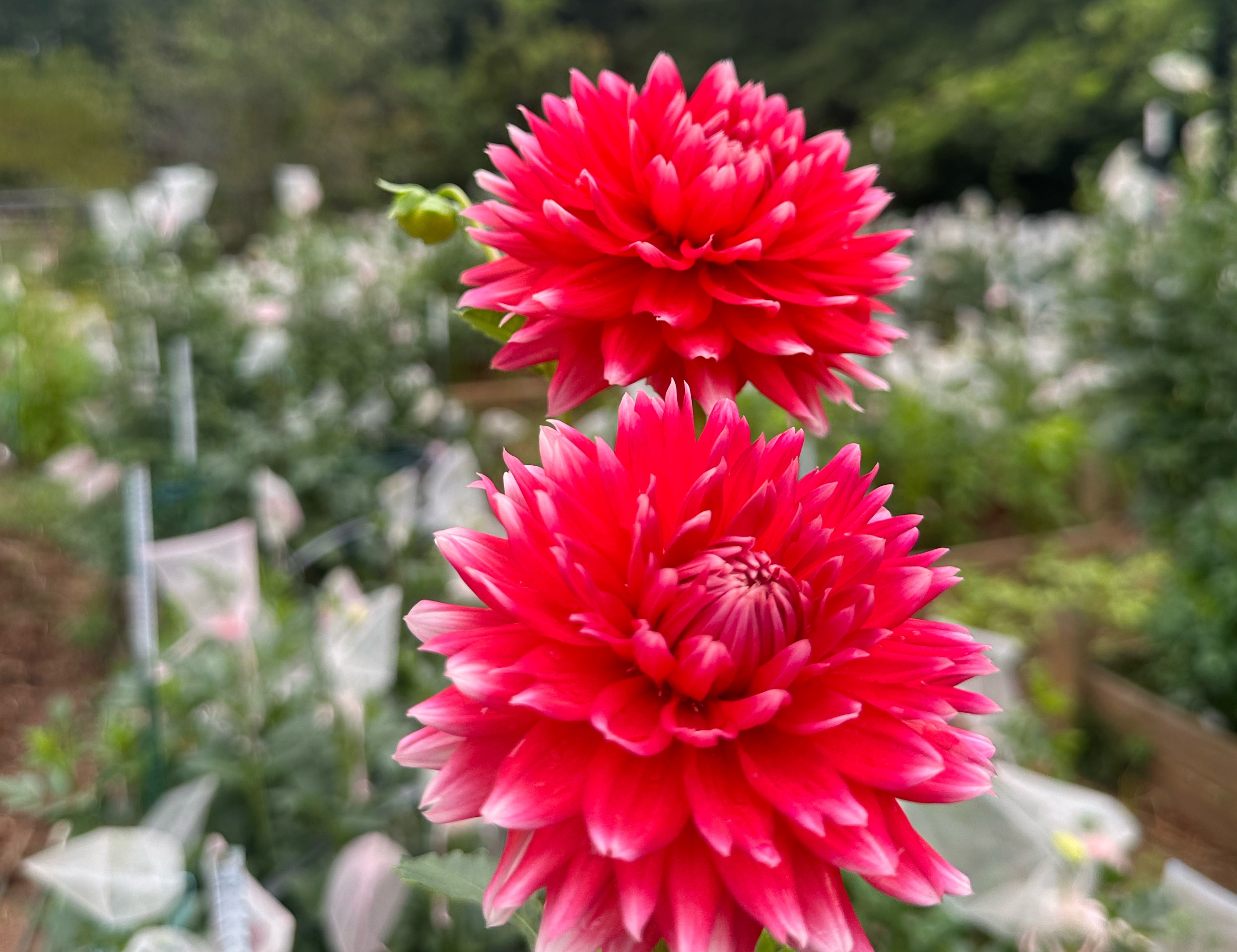 Red Dahlias
