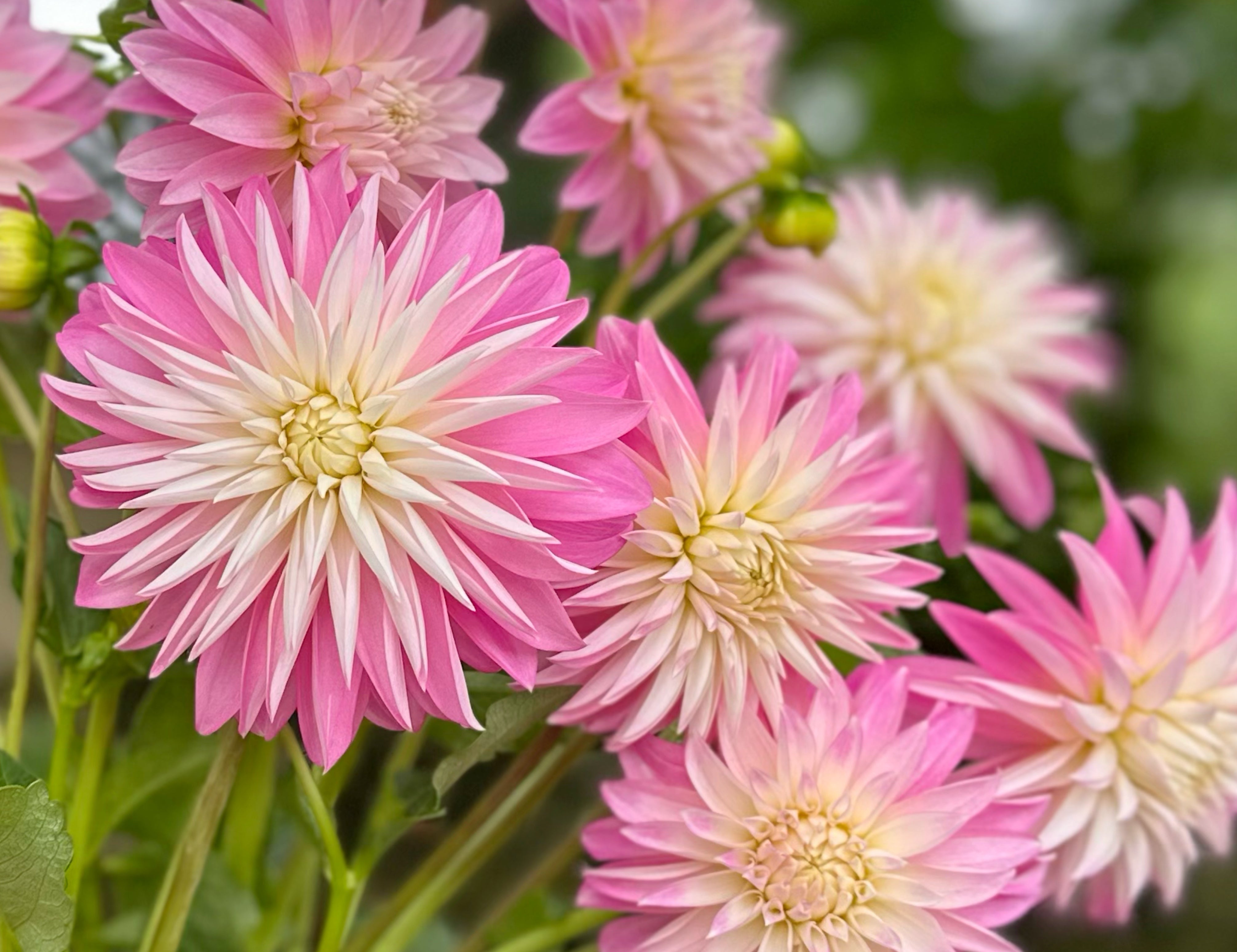 Pink Dahlias