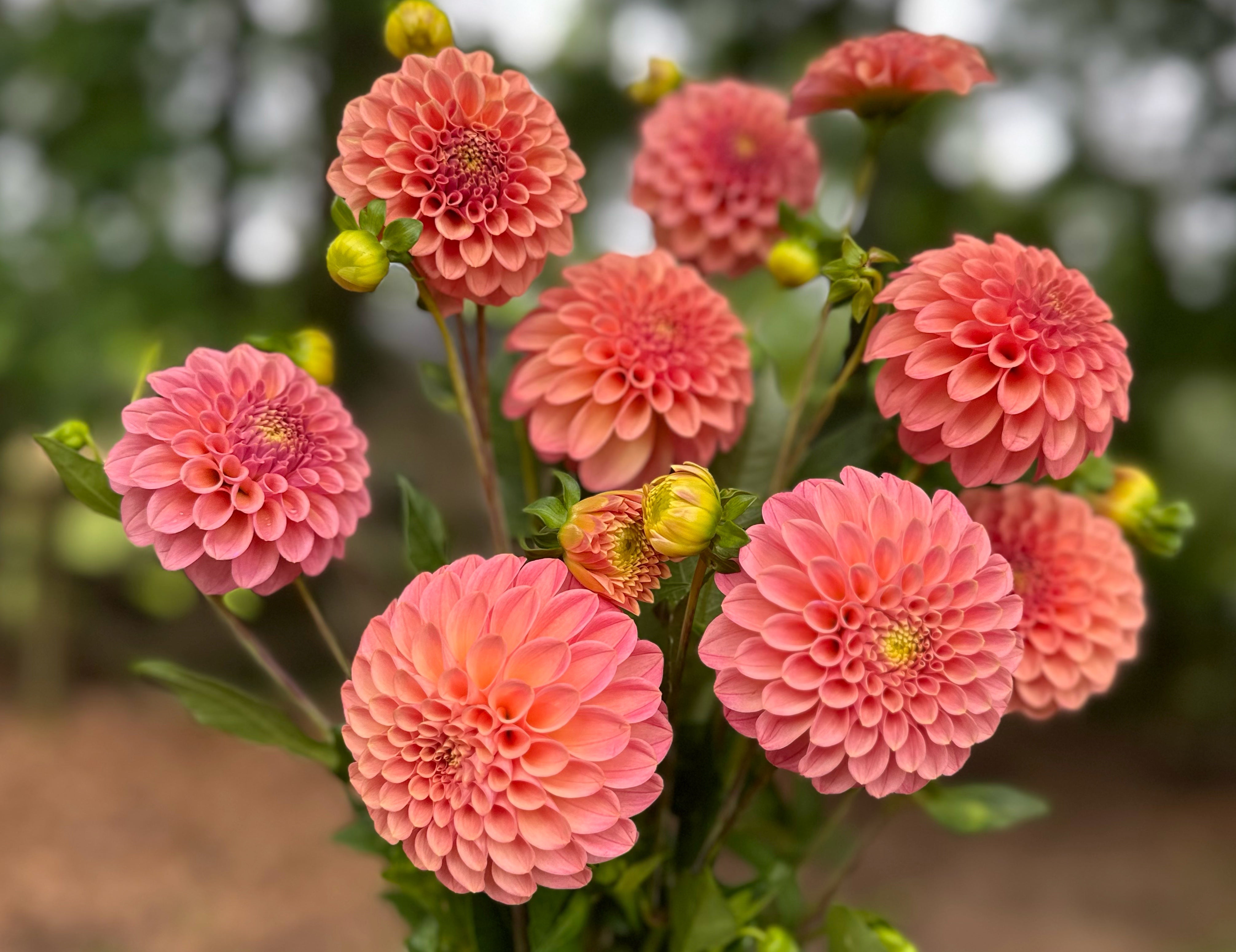 Peach Dahlias
