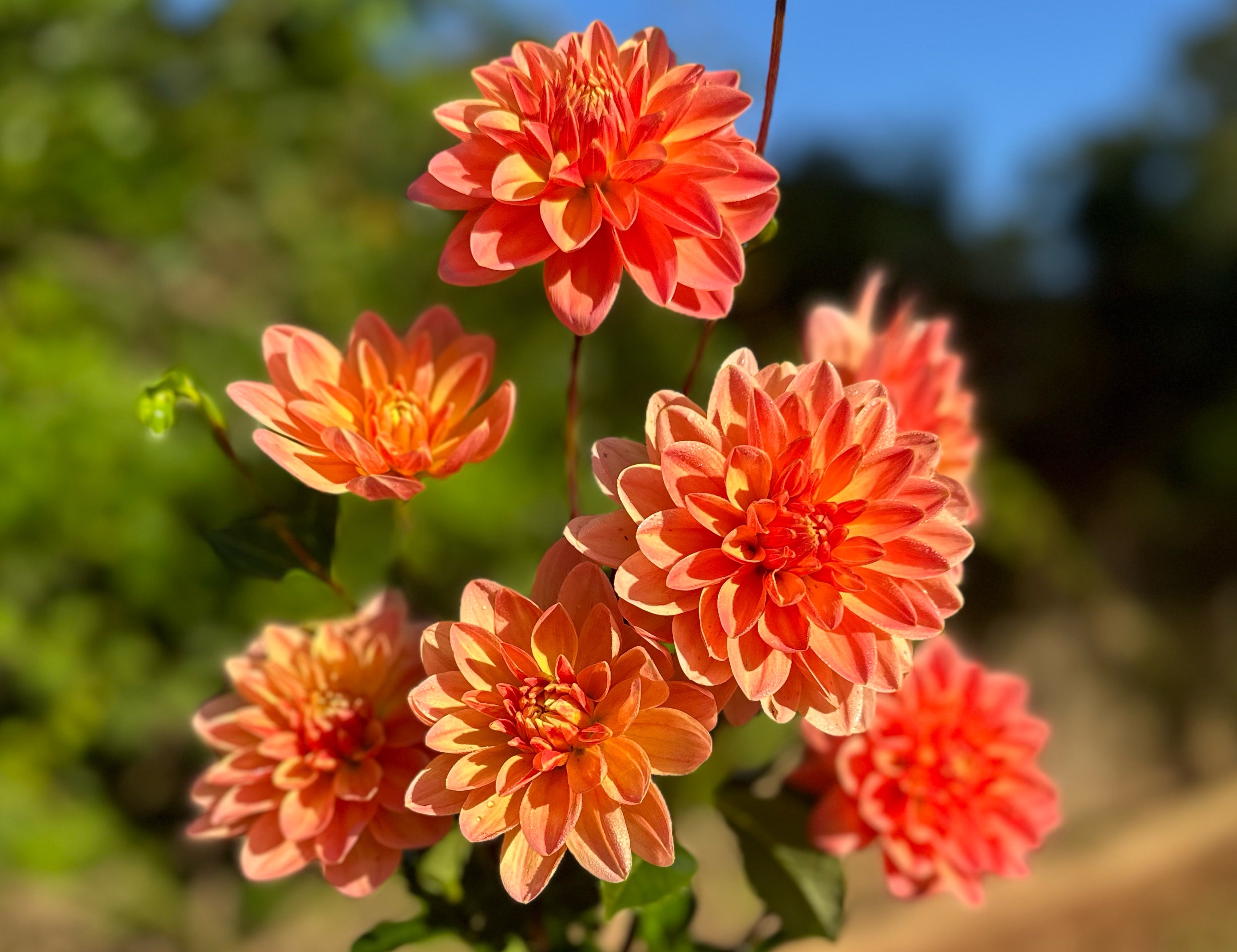 Orange Dahlias