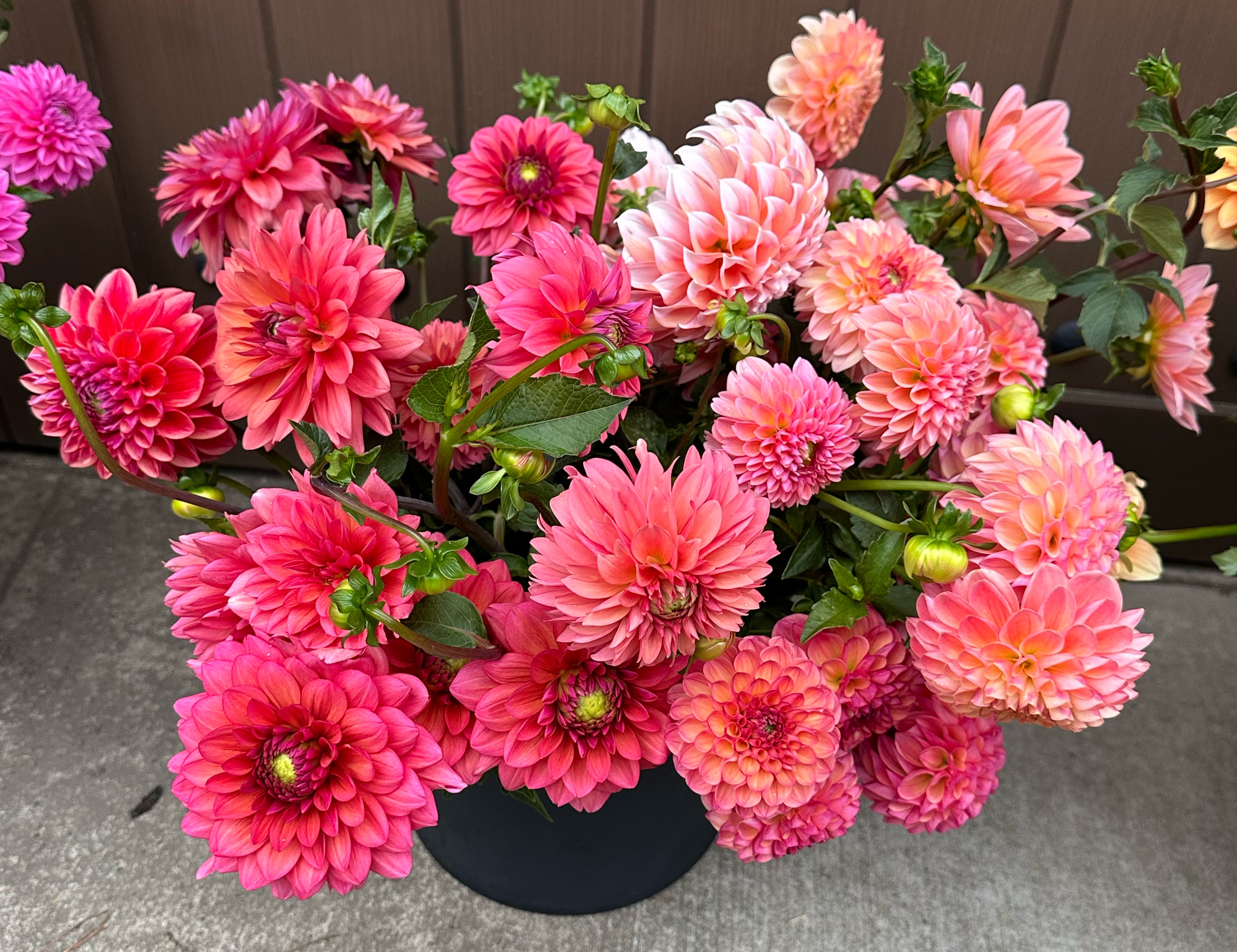 Coral Dahlias