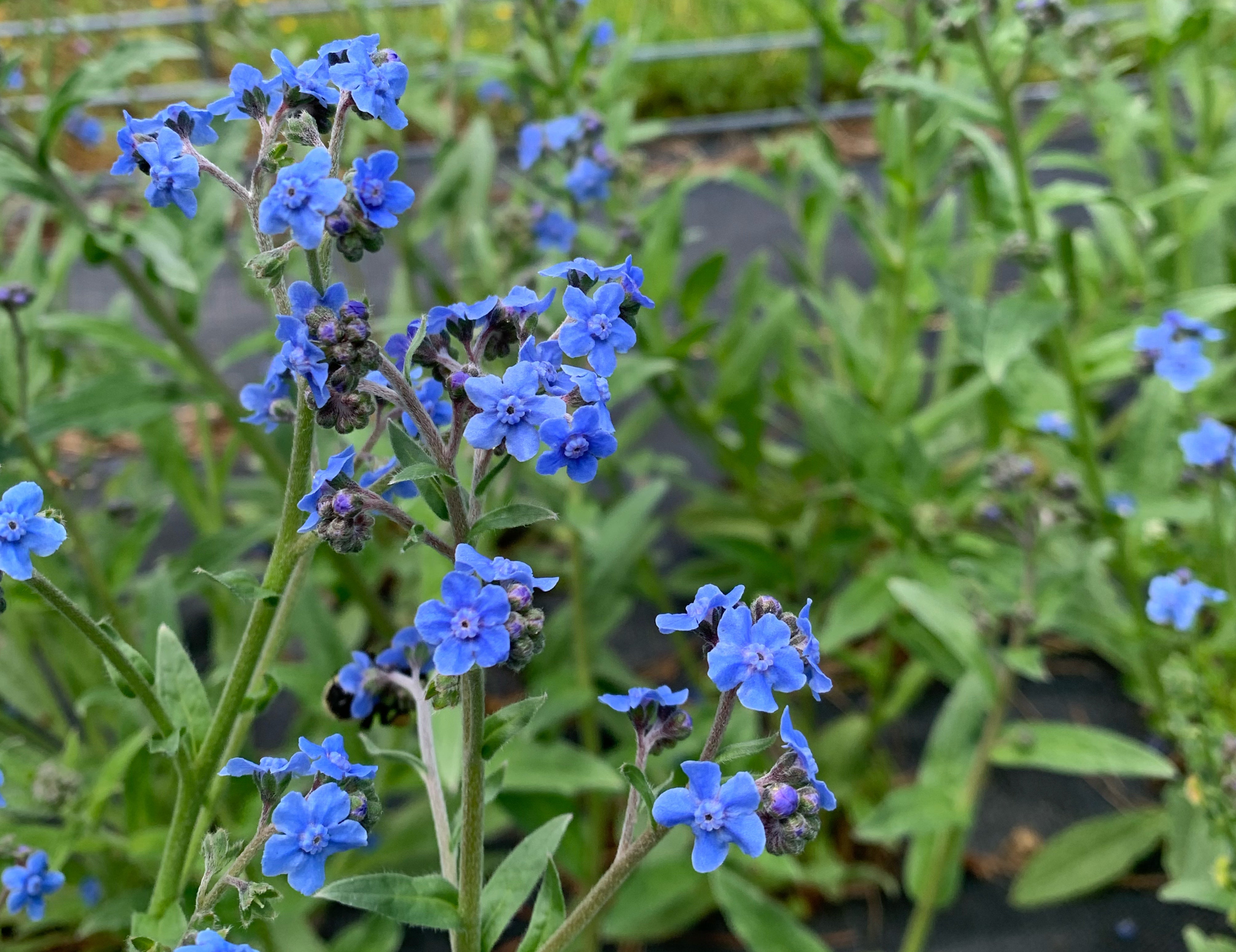 Forget-Me-Nots