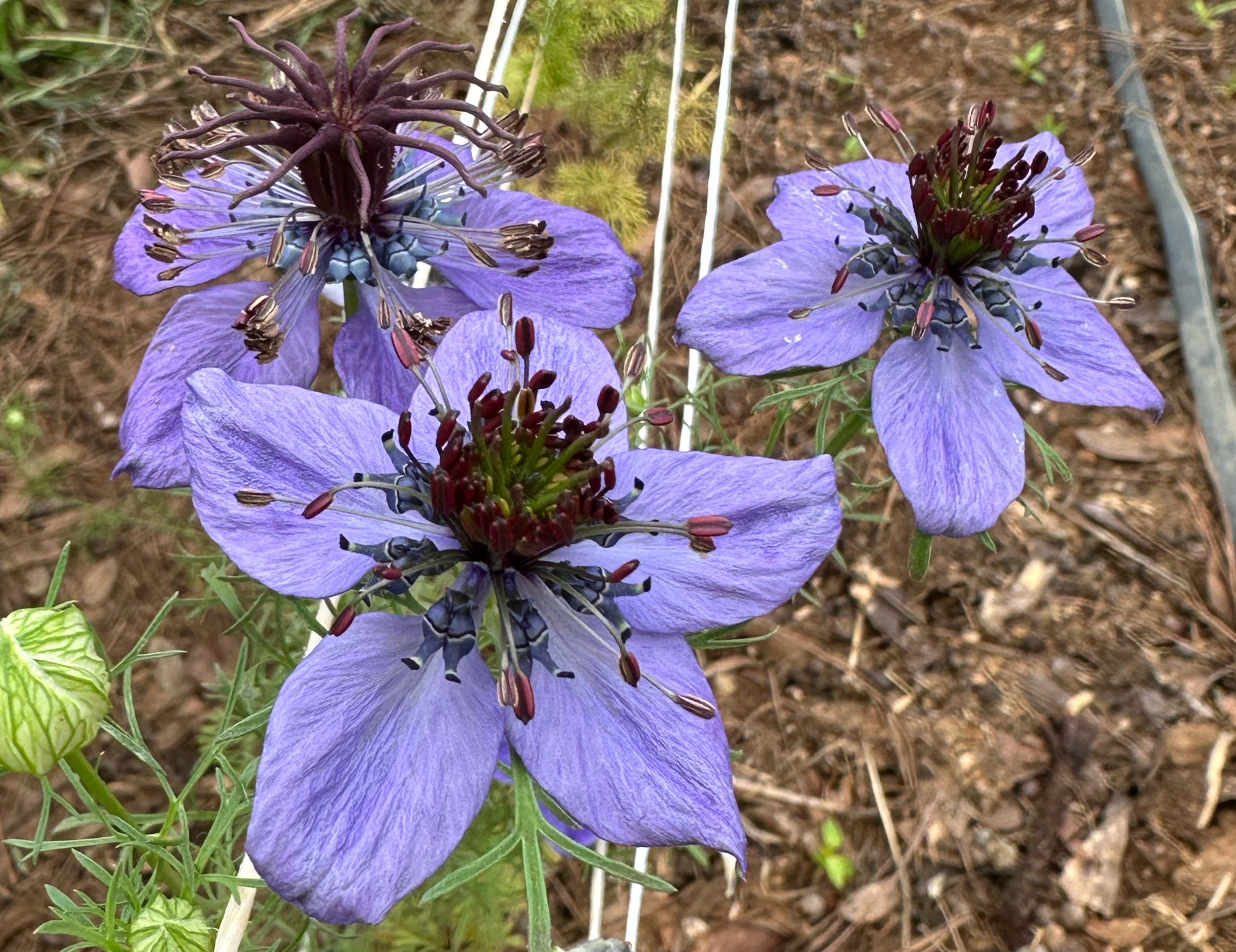 Spanish Love-in-a-Mist