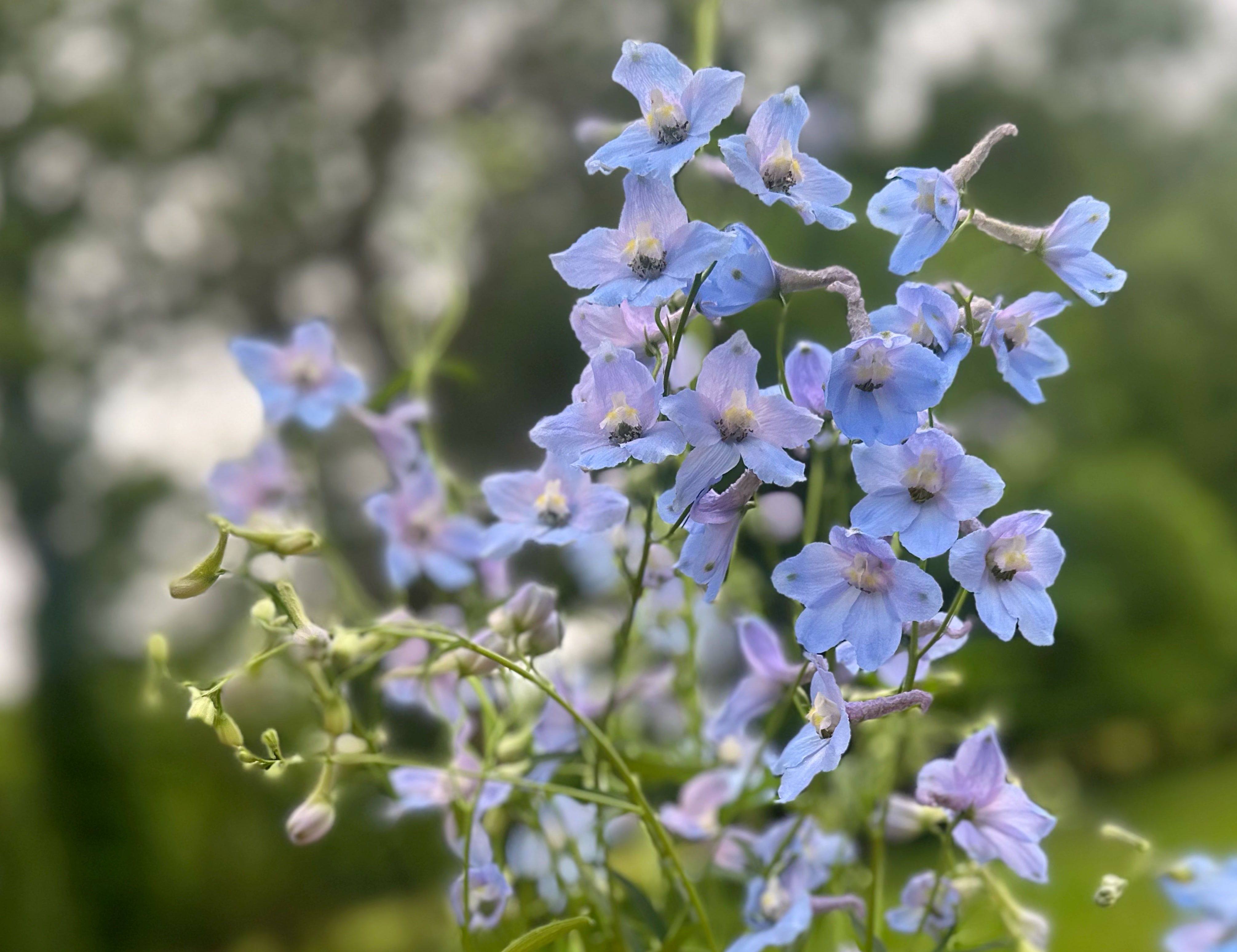 Cliveden Beauty Delphinium