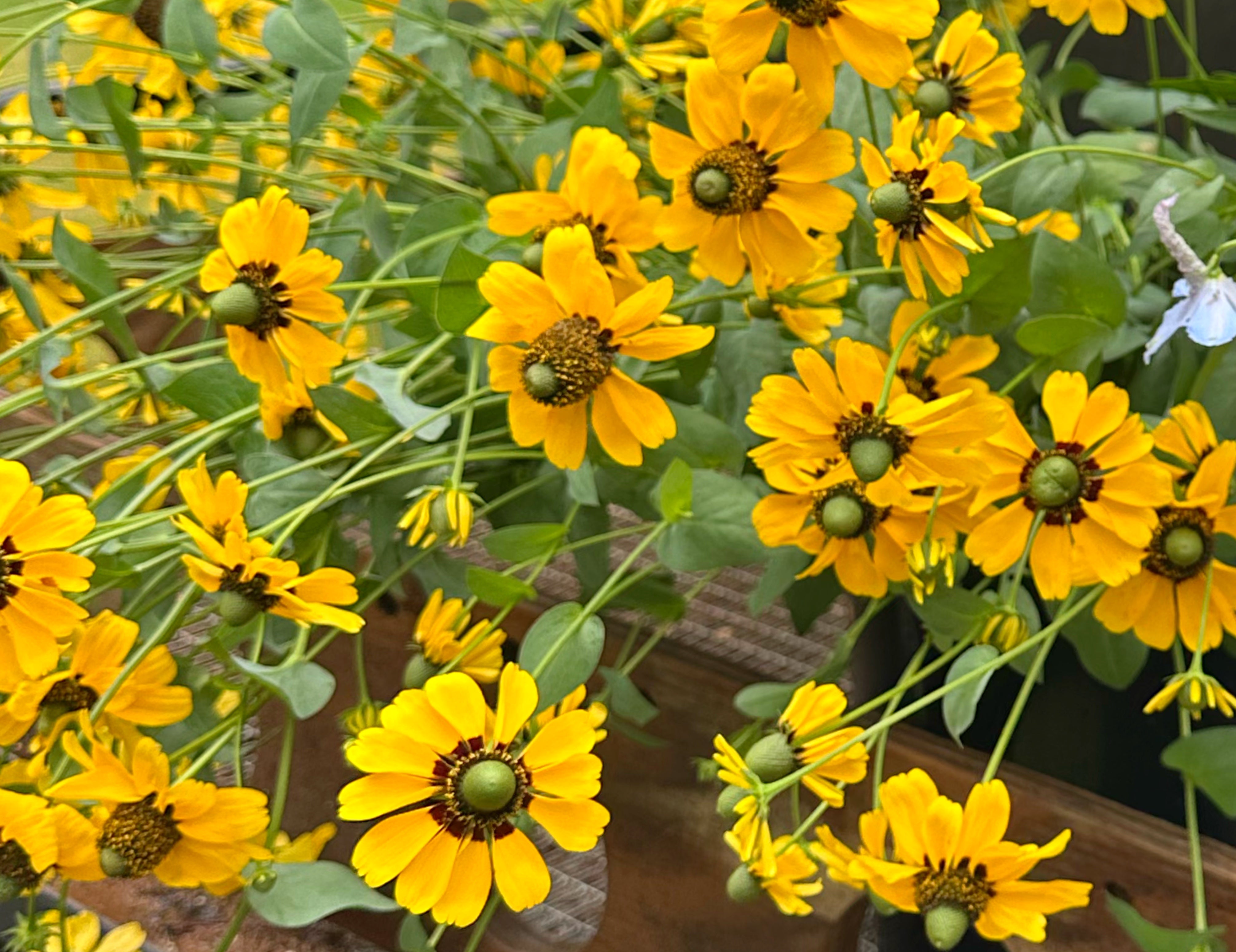 Clasping Coneflower