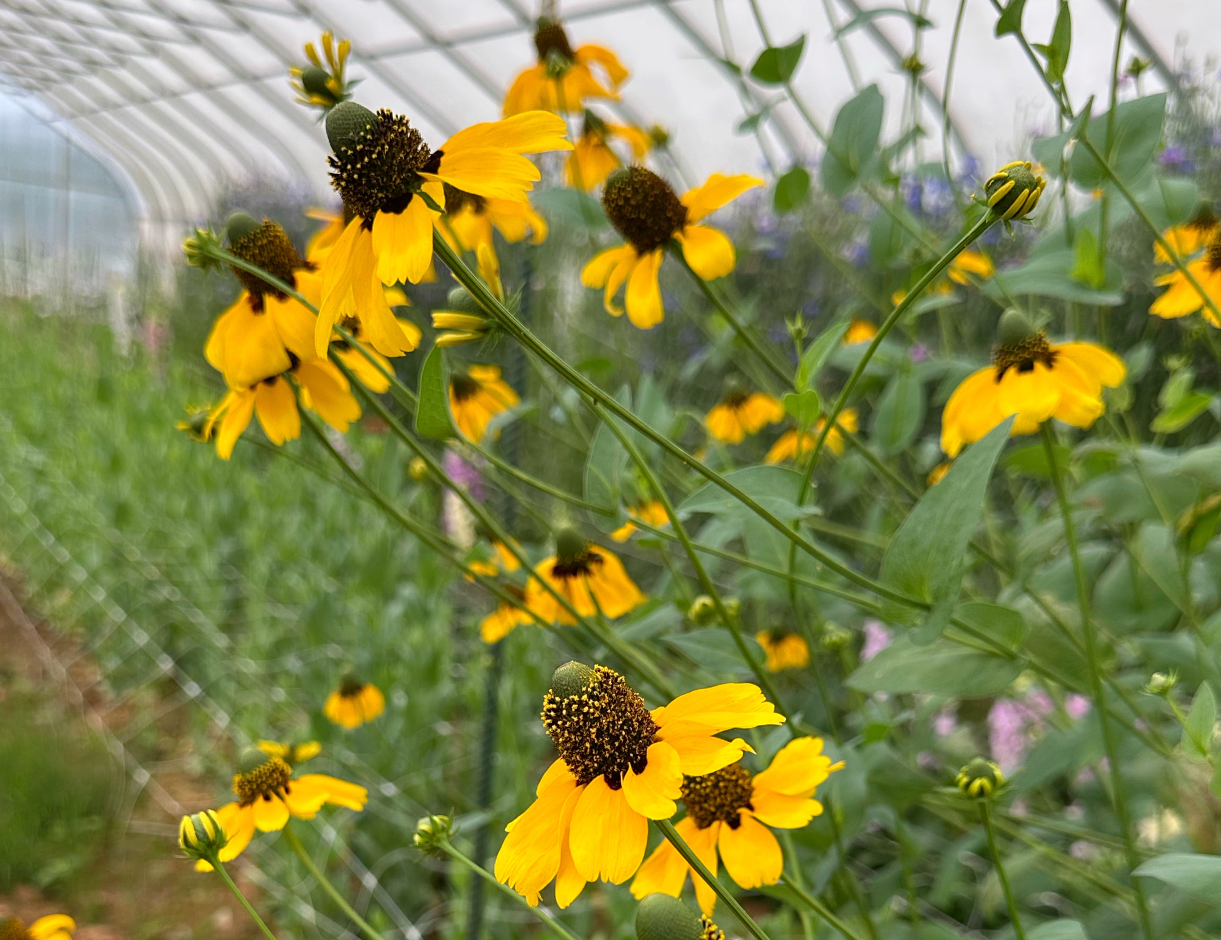 Clasping Coneflower