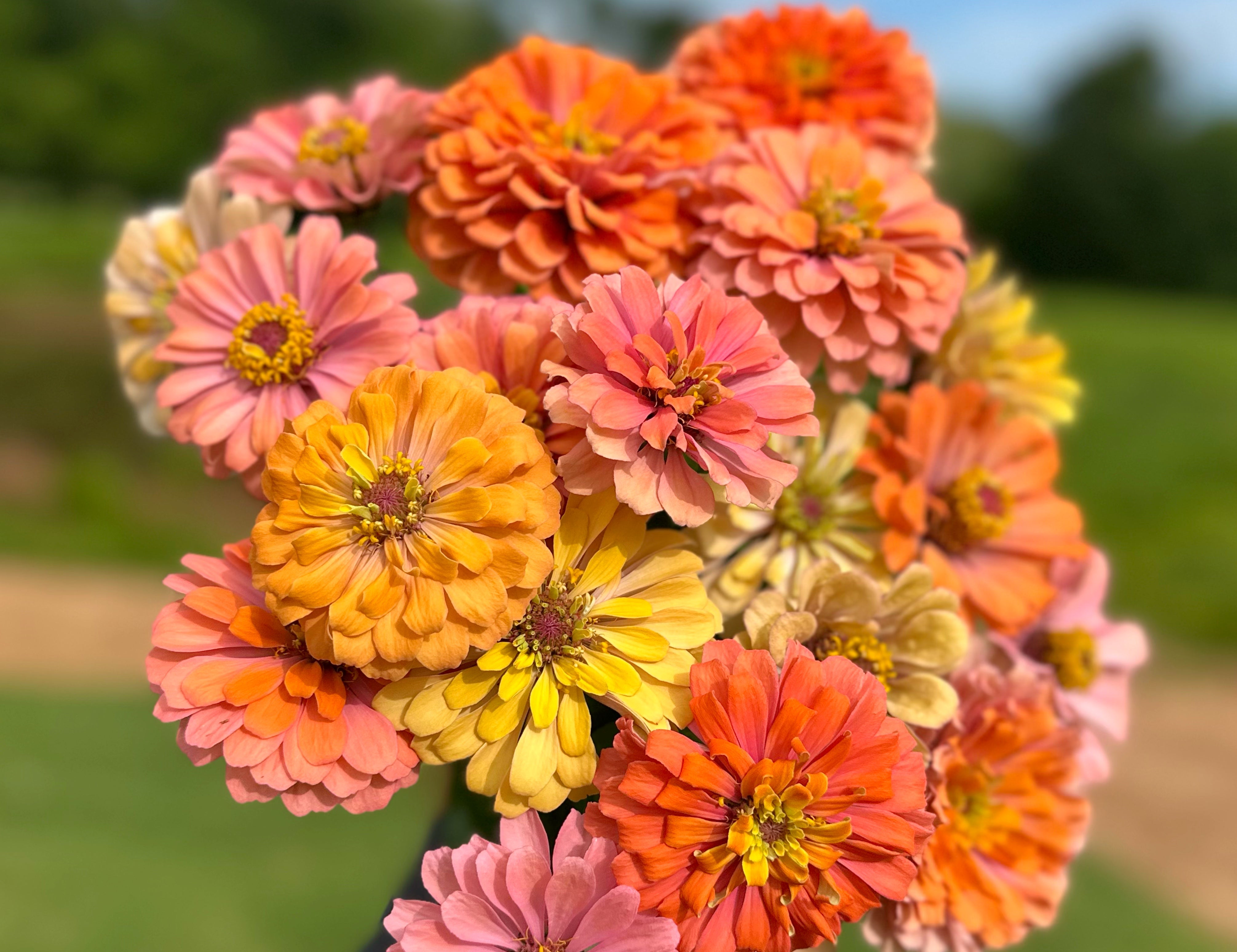 Aurora Zinnias