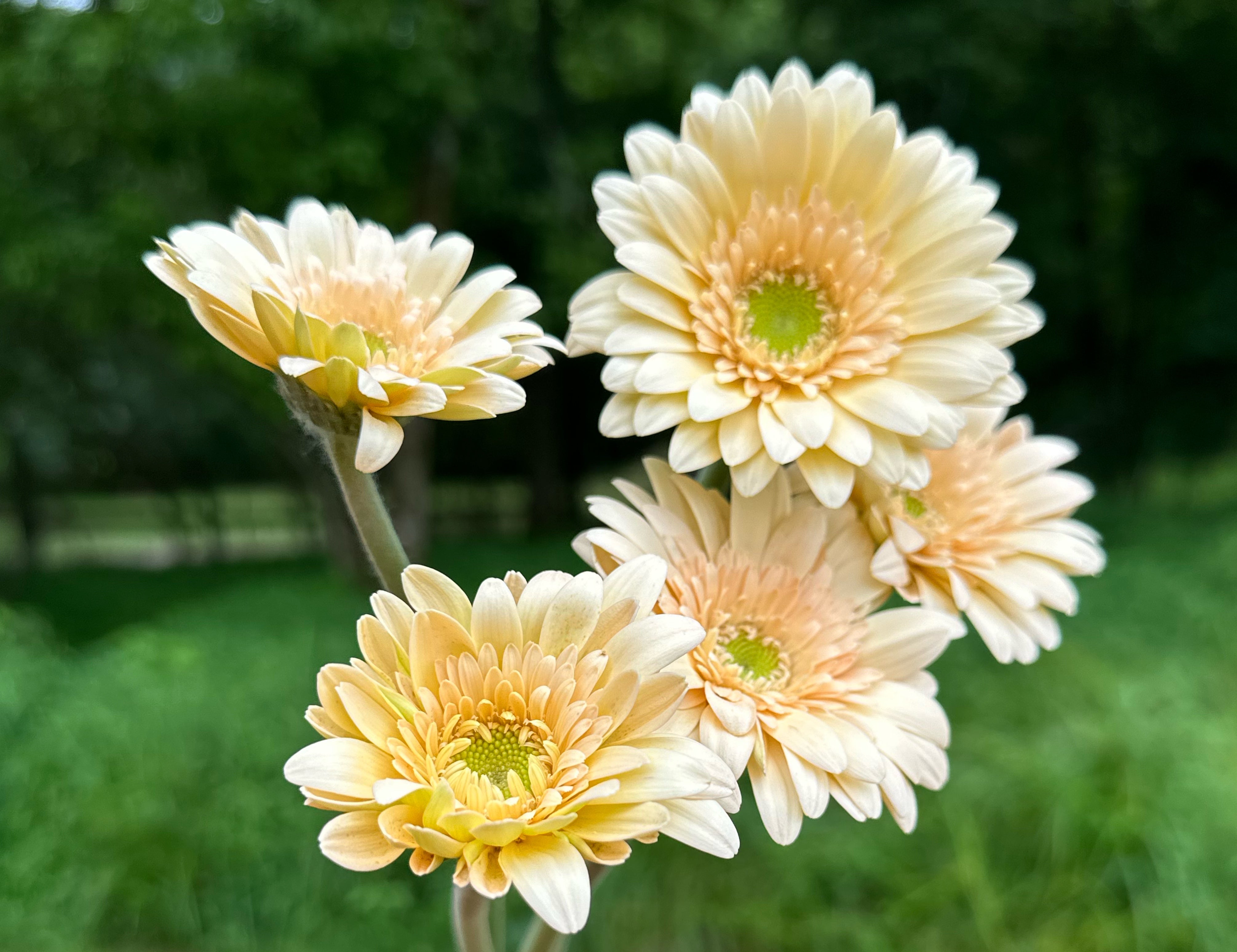 Mini & Standard Gerbera Mix