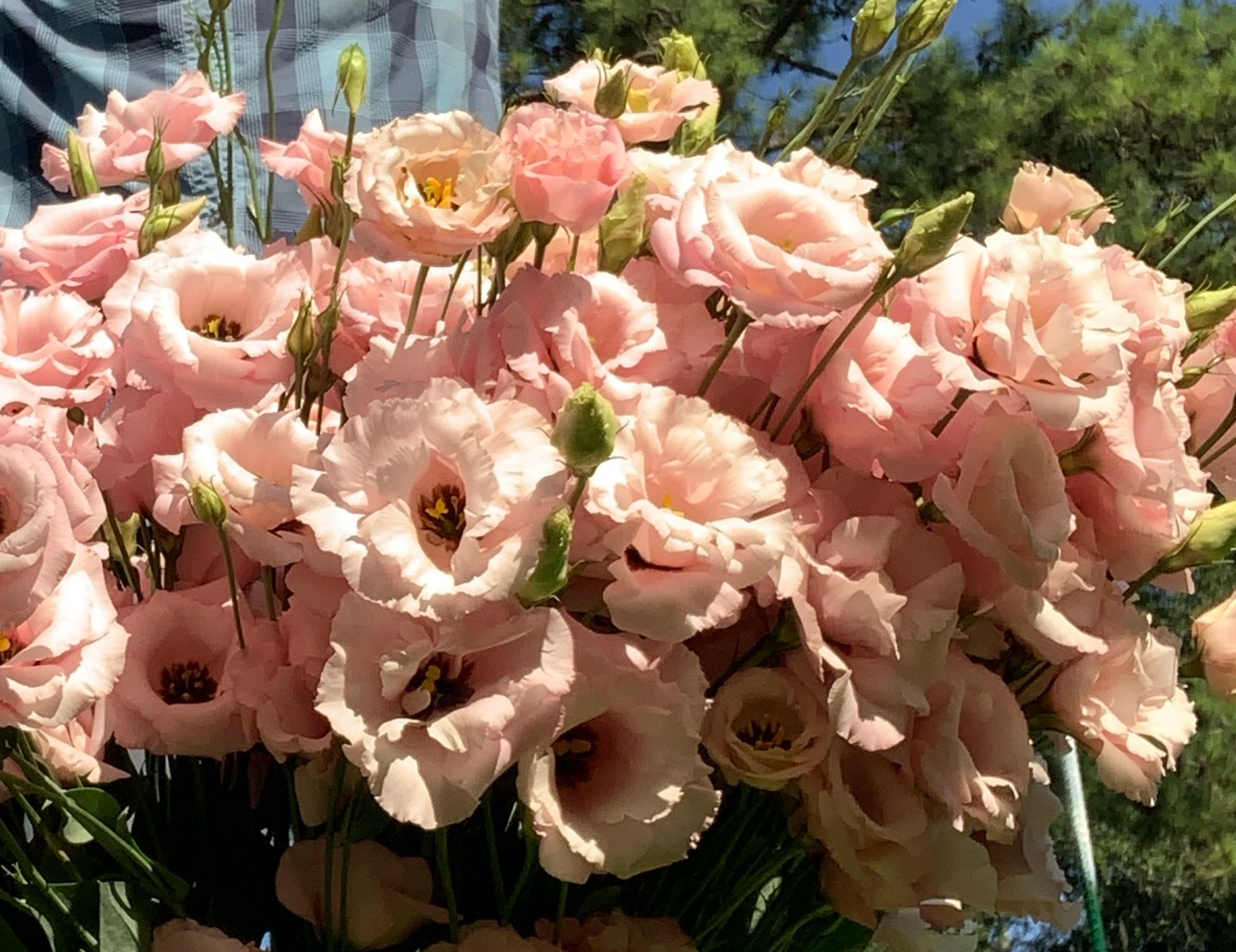 Corelli Light Pink Lisianthus
