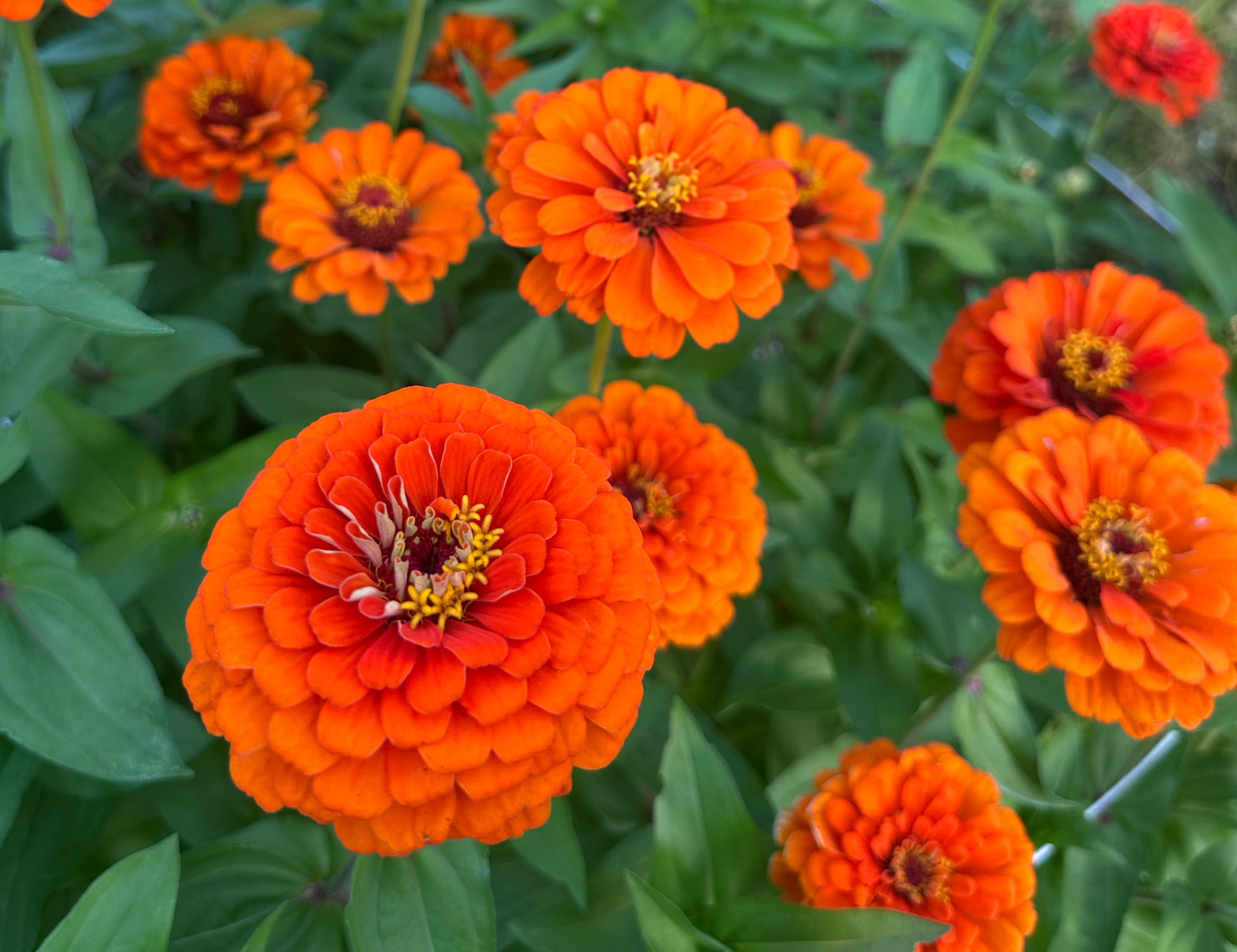 Benary’s Giant Orange Zinnias