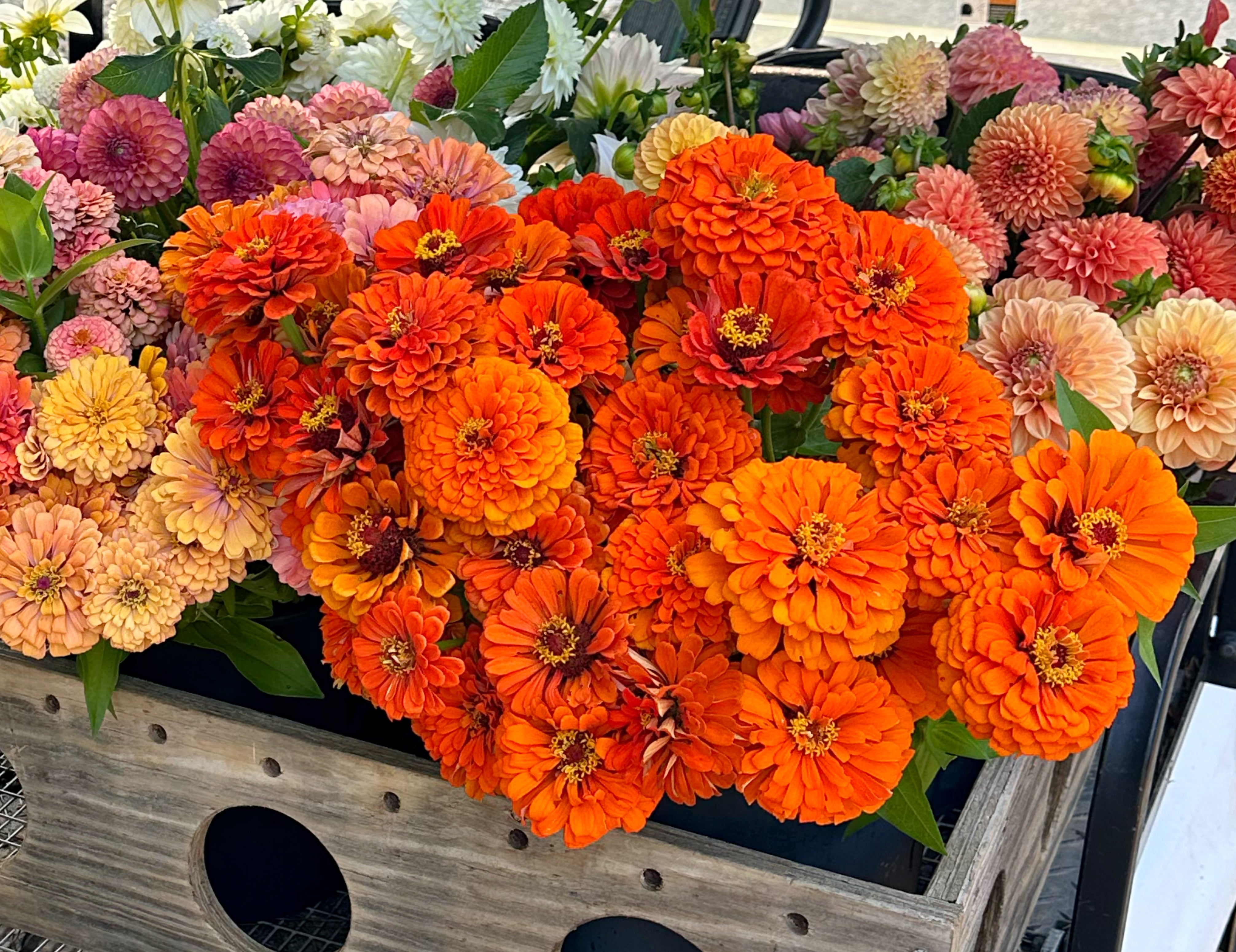 Benary’s Giant Orange Zinnias