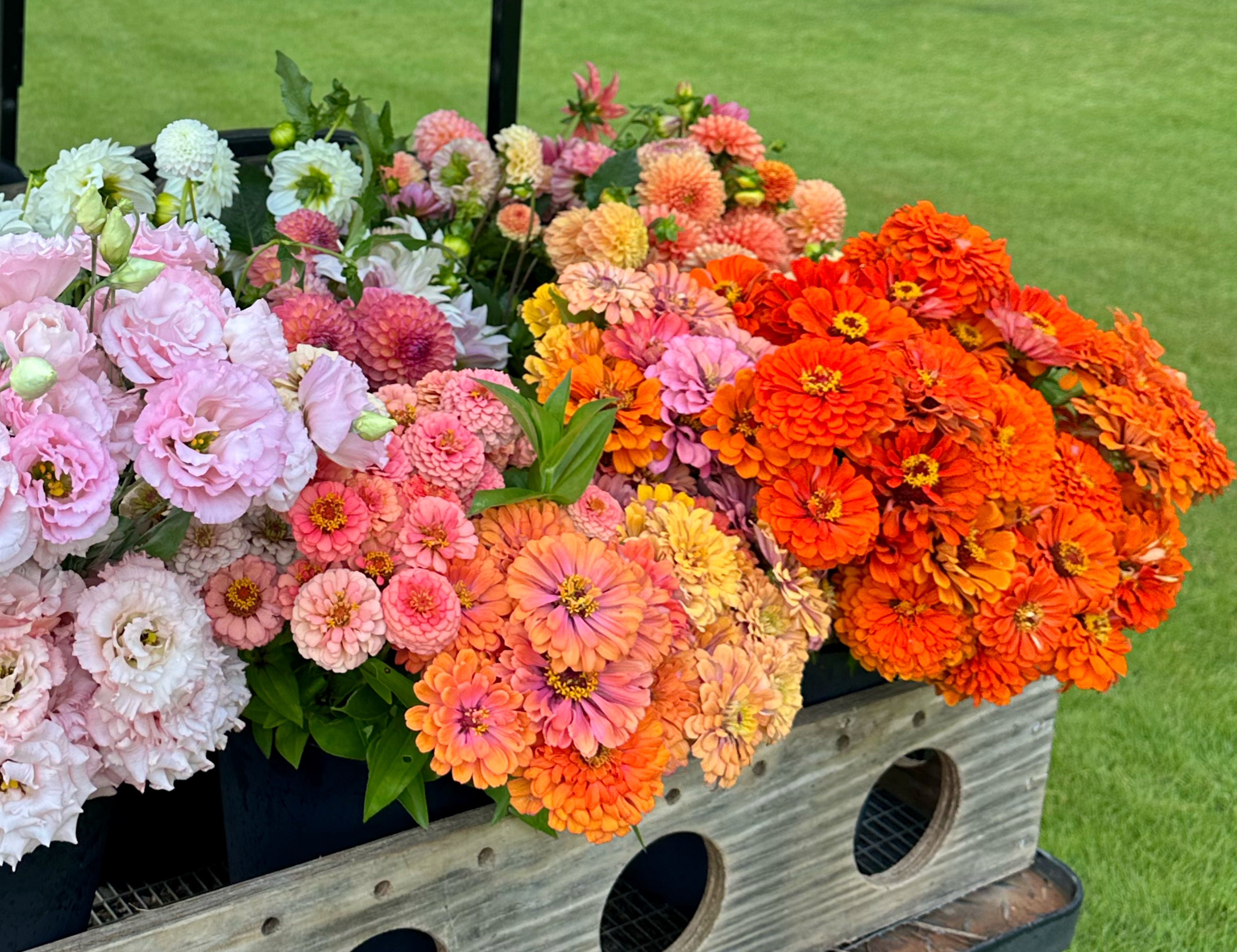 Benary’s Giant Orange Zinnias