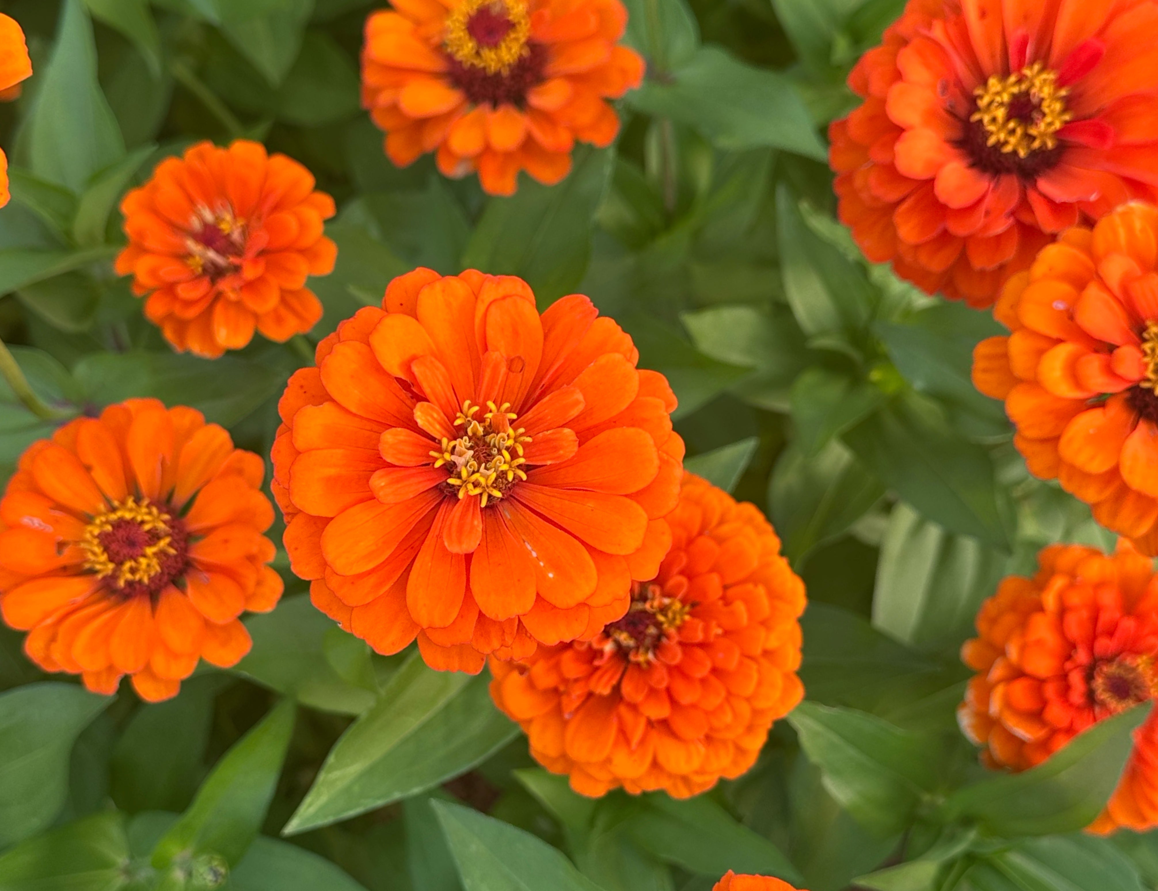 Benary’s Giant Orange Zinnias