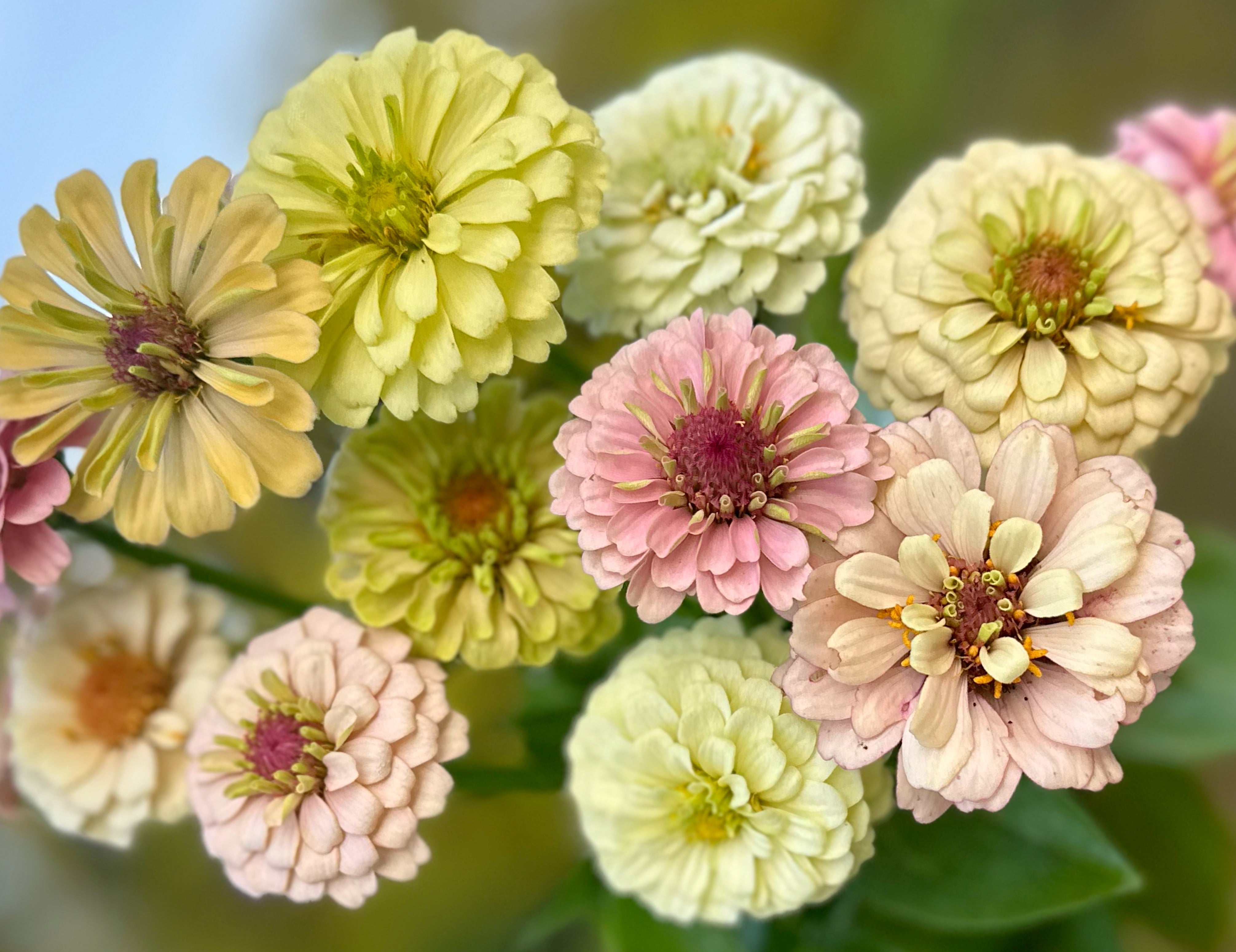 Floret Victorian Wedding Zinnias