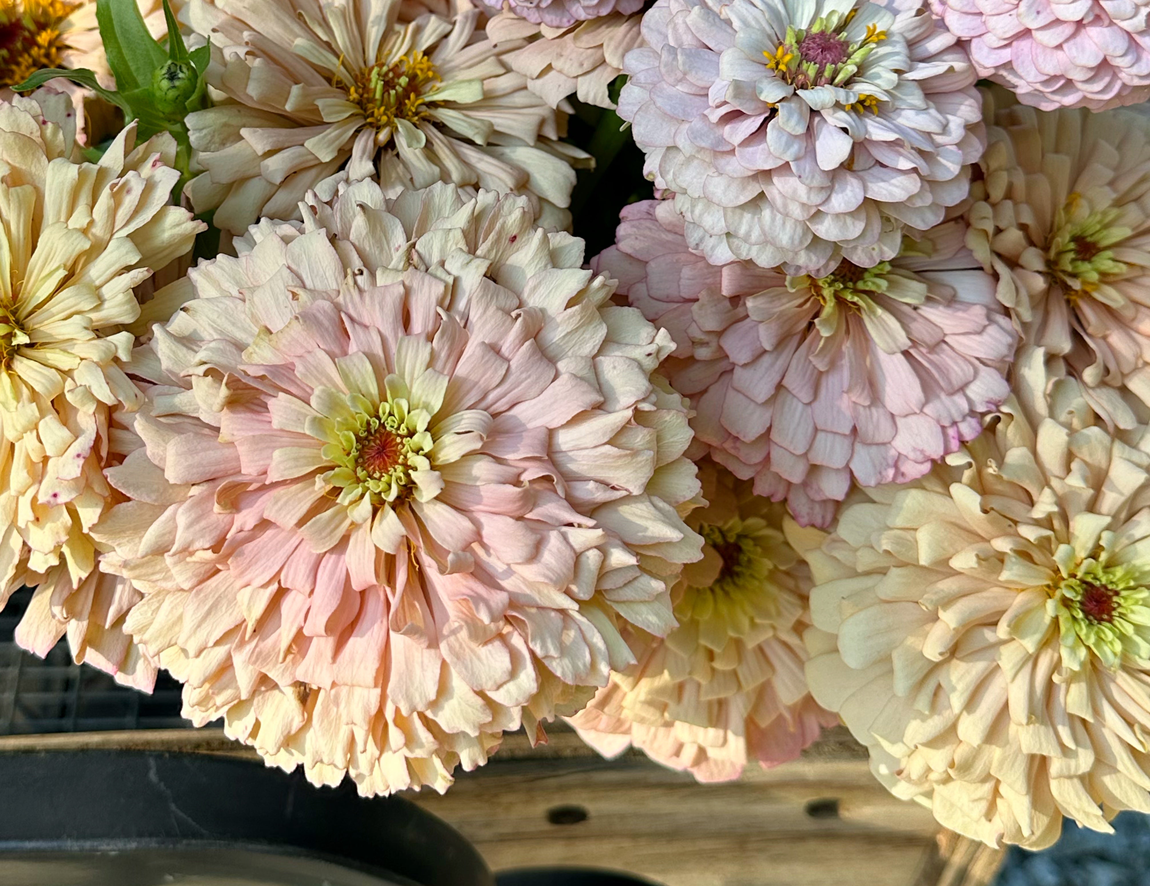 Linen Zinnias