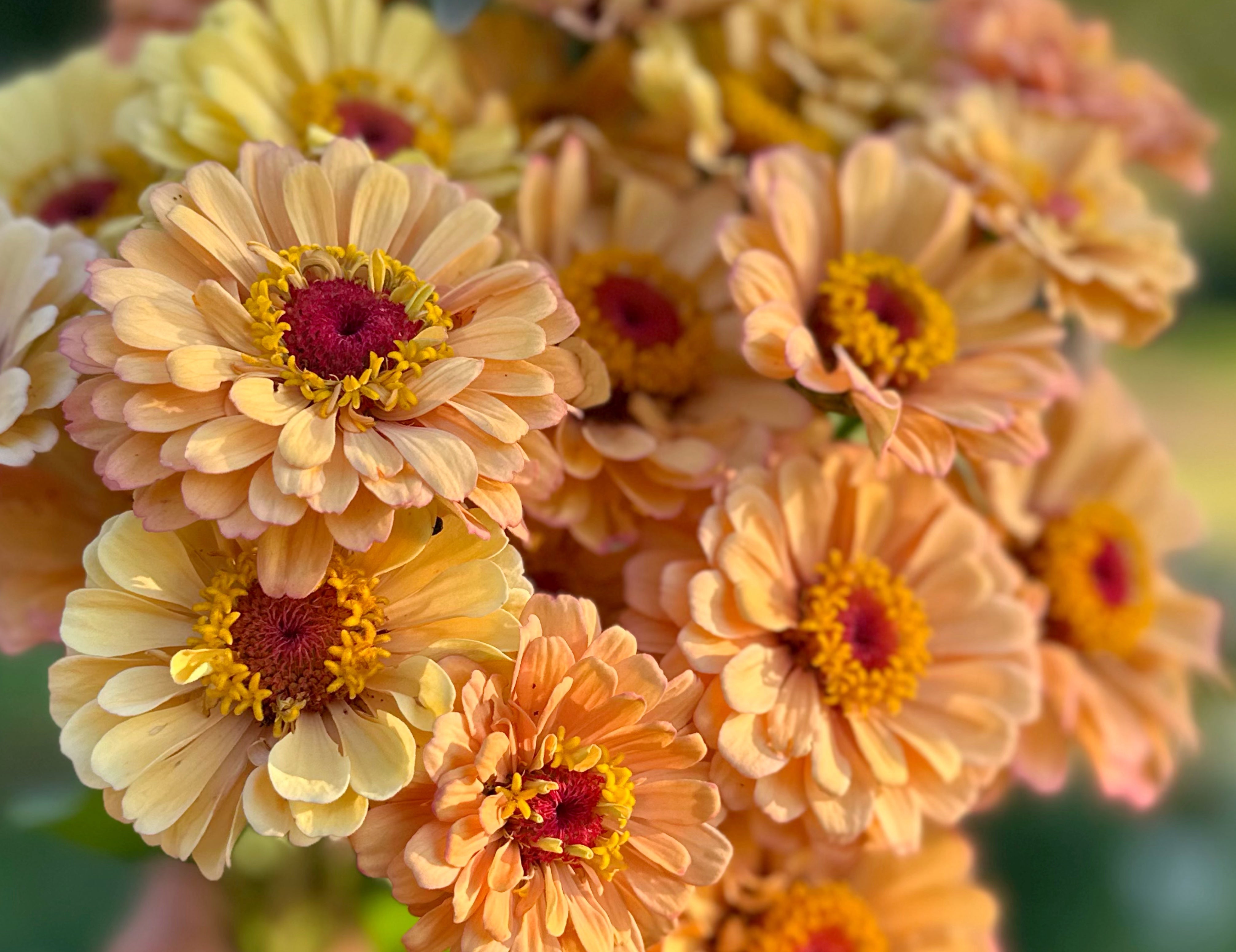 Floret Golden Hour Zinnias