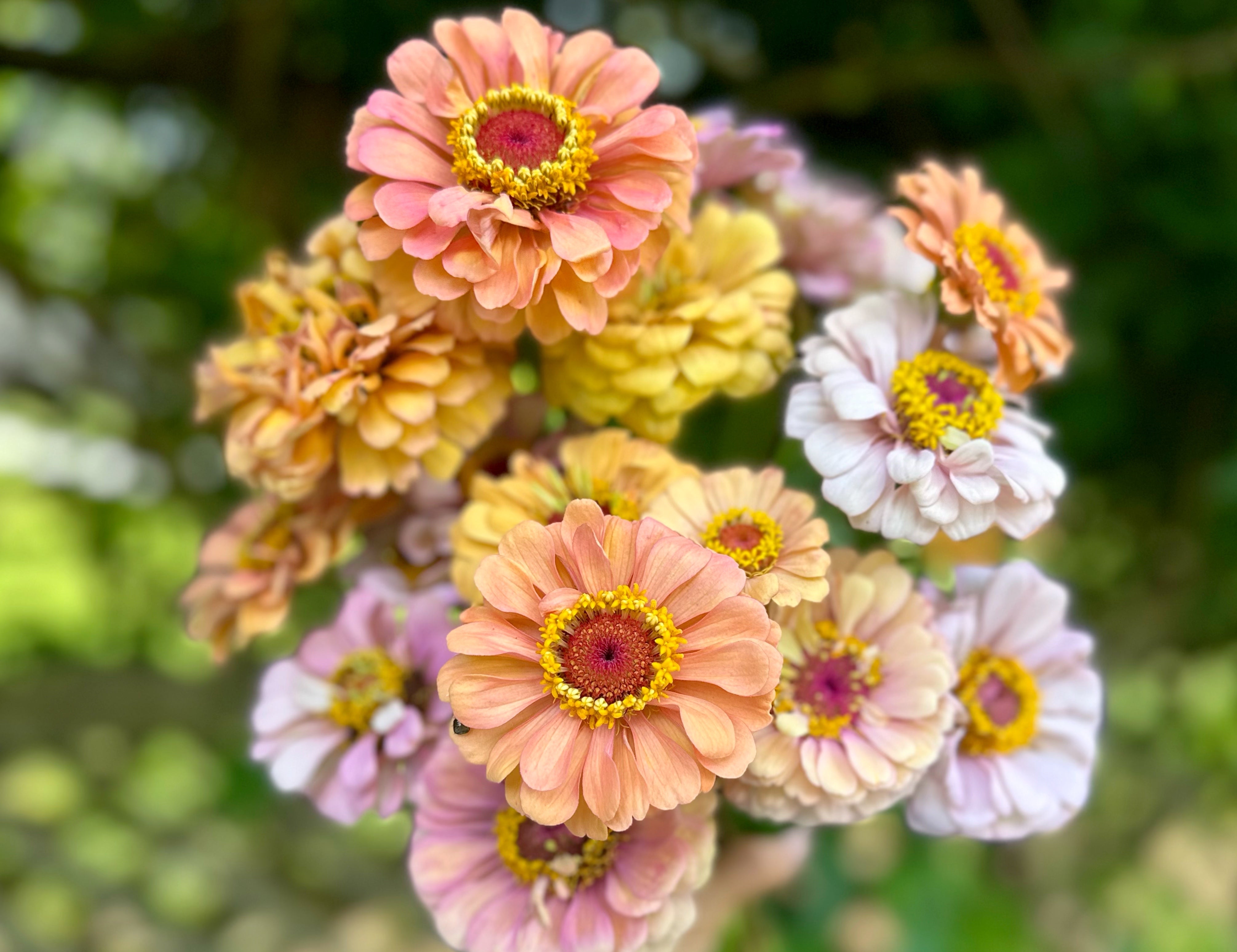 Floret Specialty Zinnia Mix