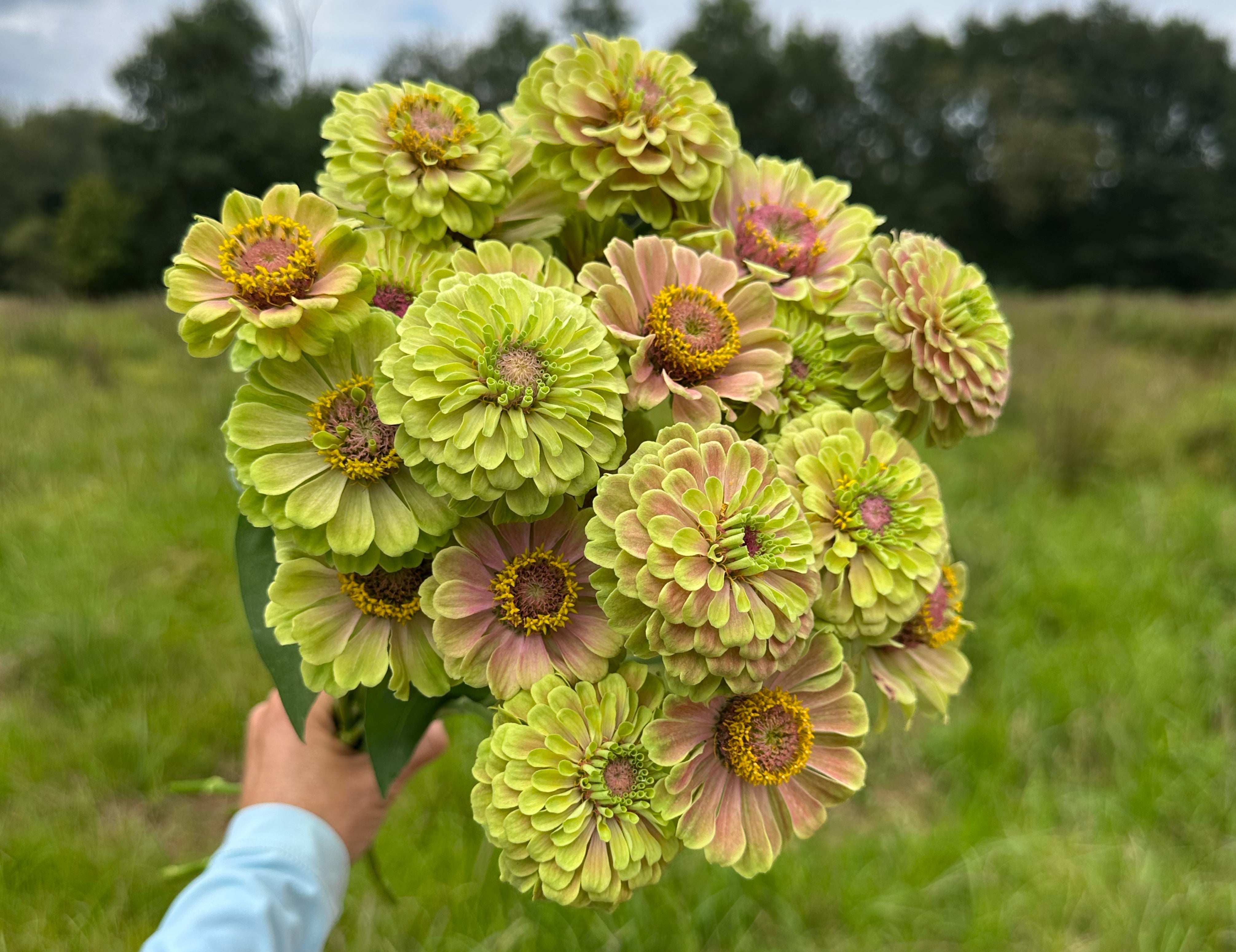 Queeny Lime with Blush Zinnias