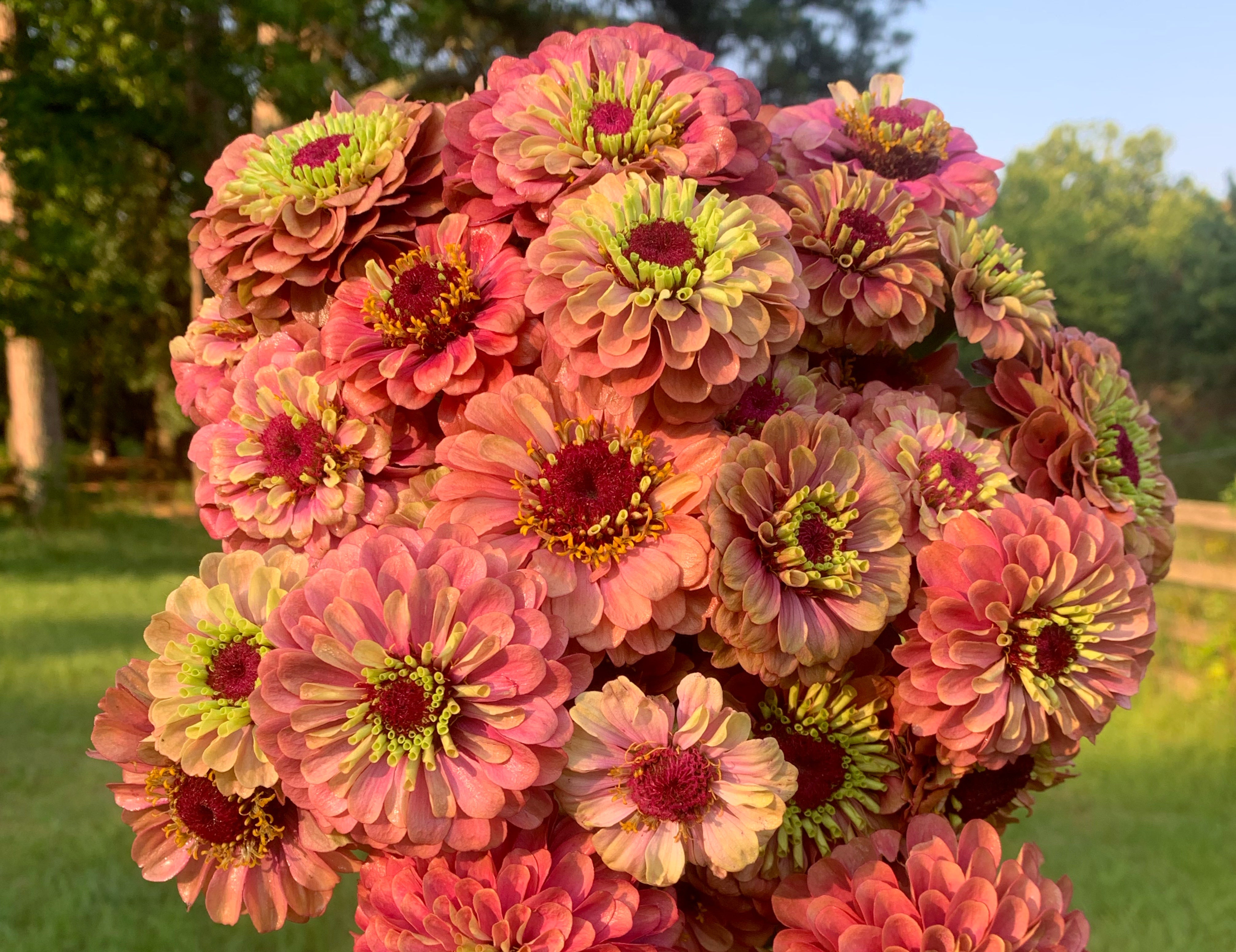 Queeny Lime Red Zinnias