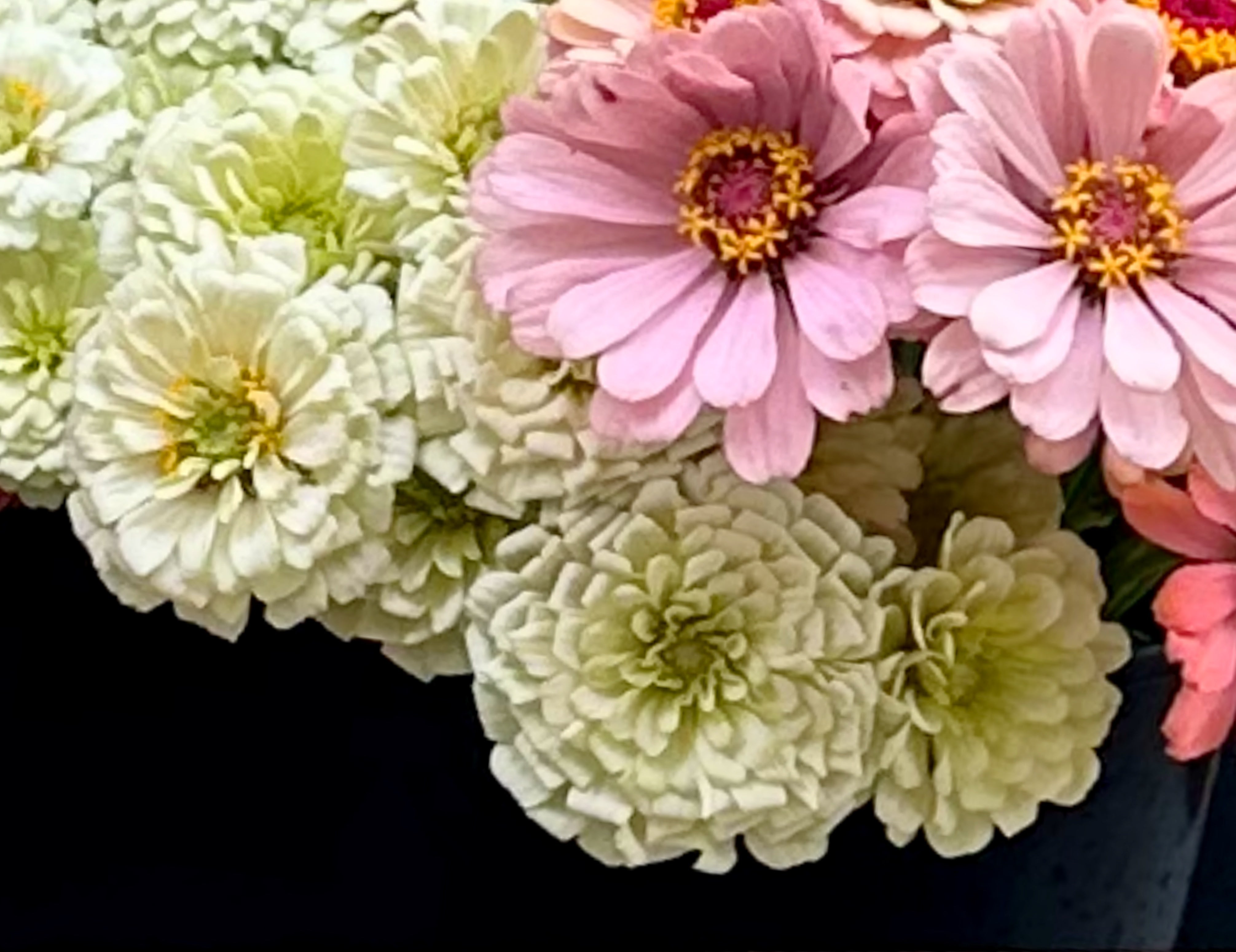 Benary White Zinnias
