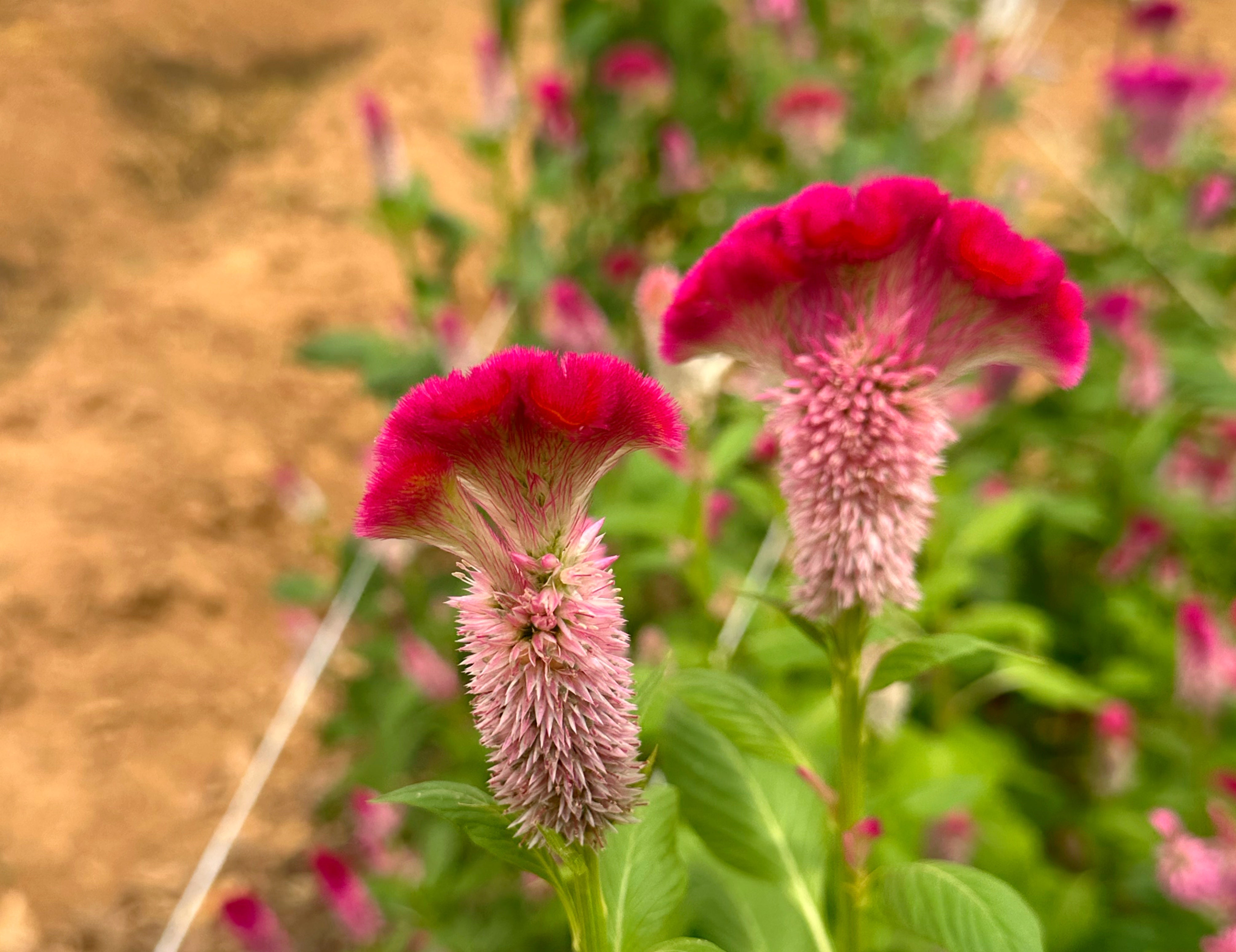 Cramer's Rose Cockscomb Celosia