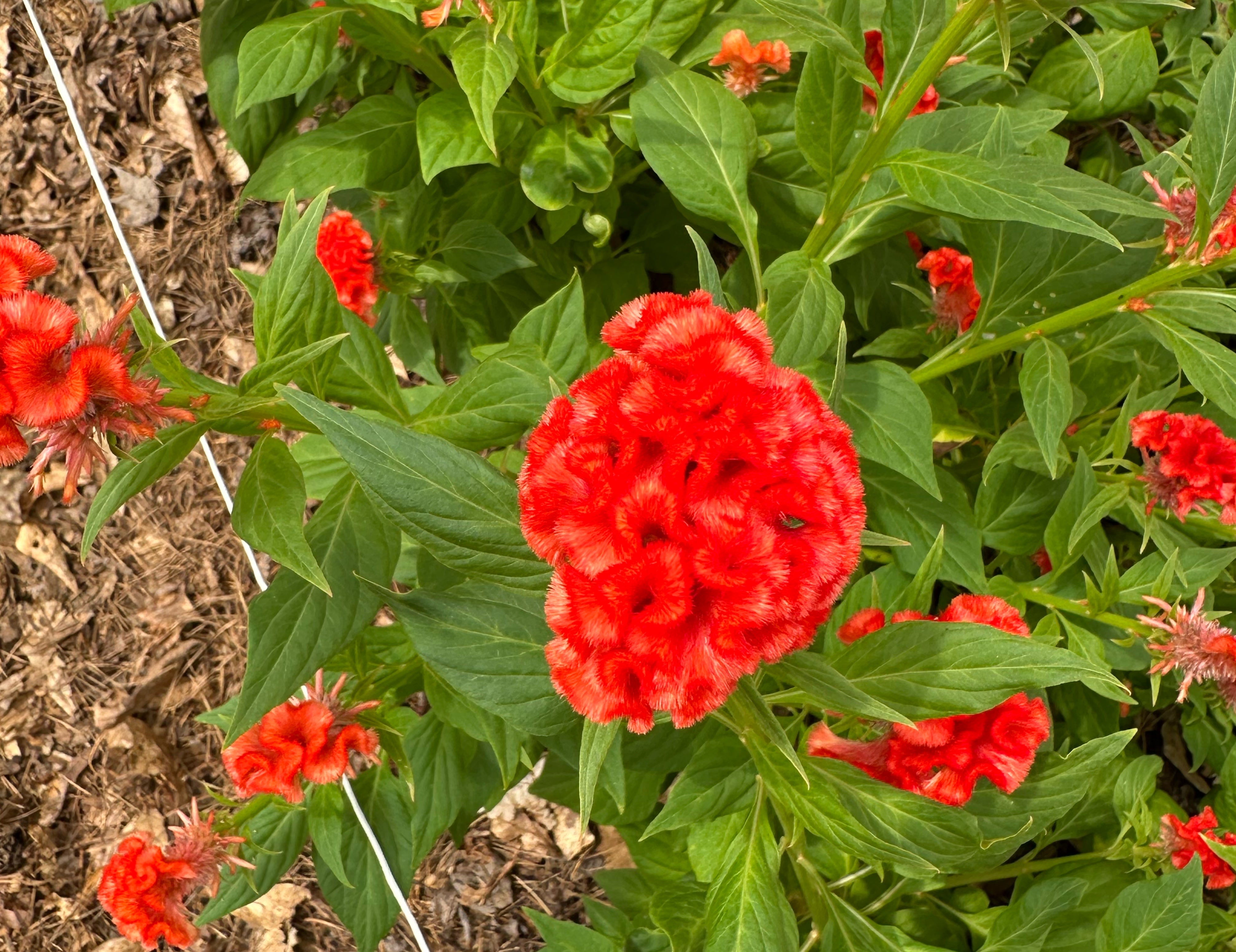 Persimmon Cockscomb Celosia