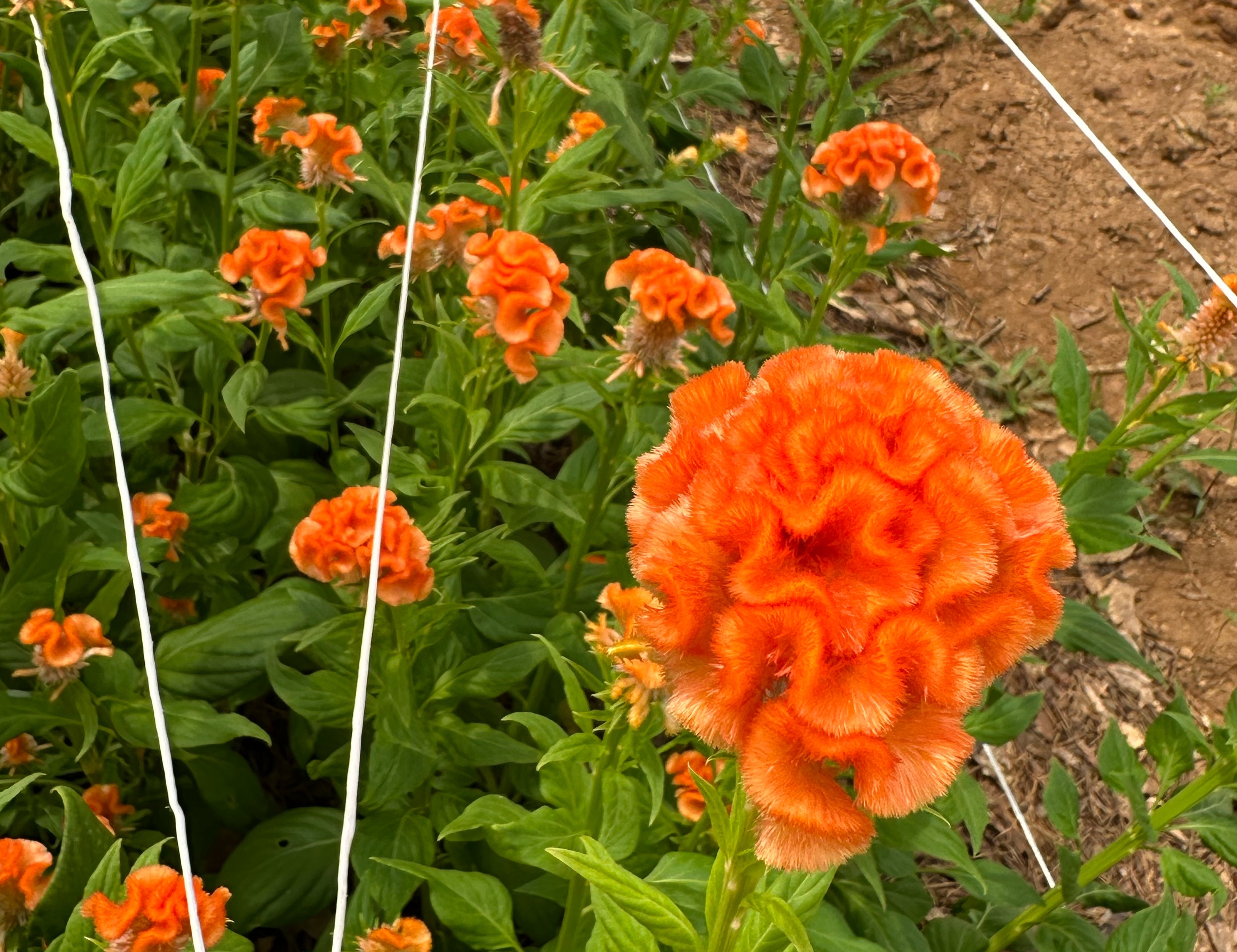 Orange Queen Cockscomb Celosia