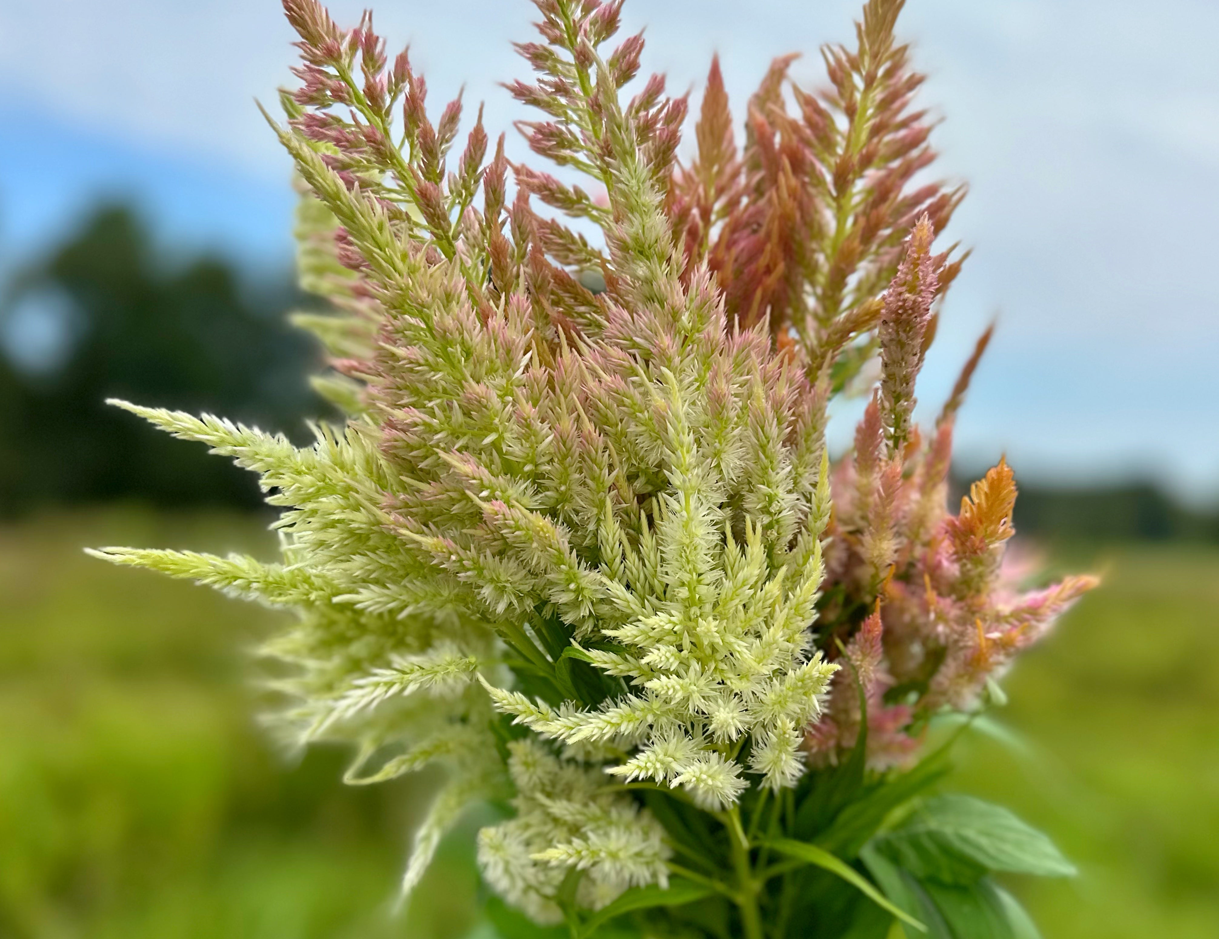 Shimmer Plume Celosia