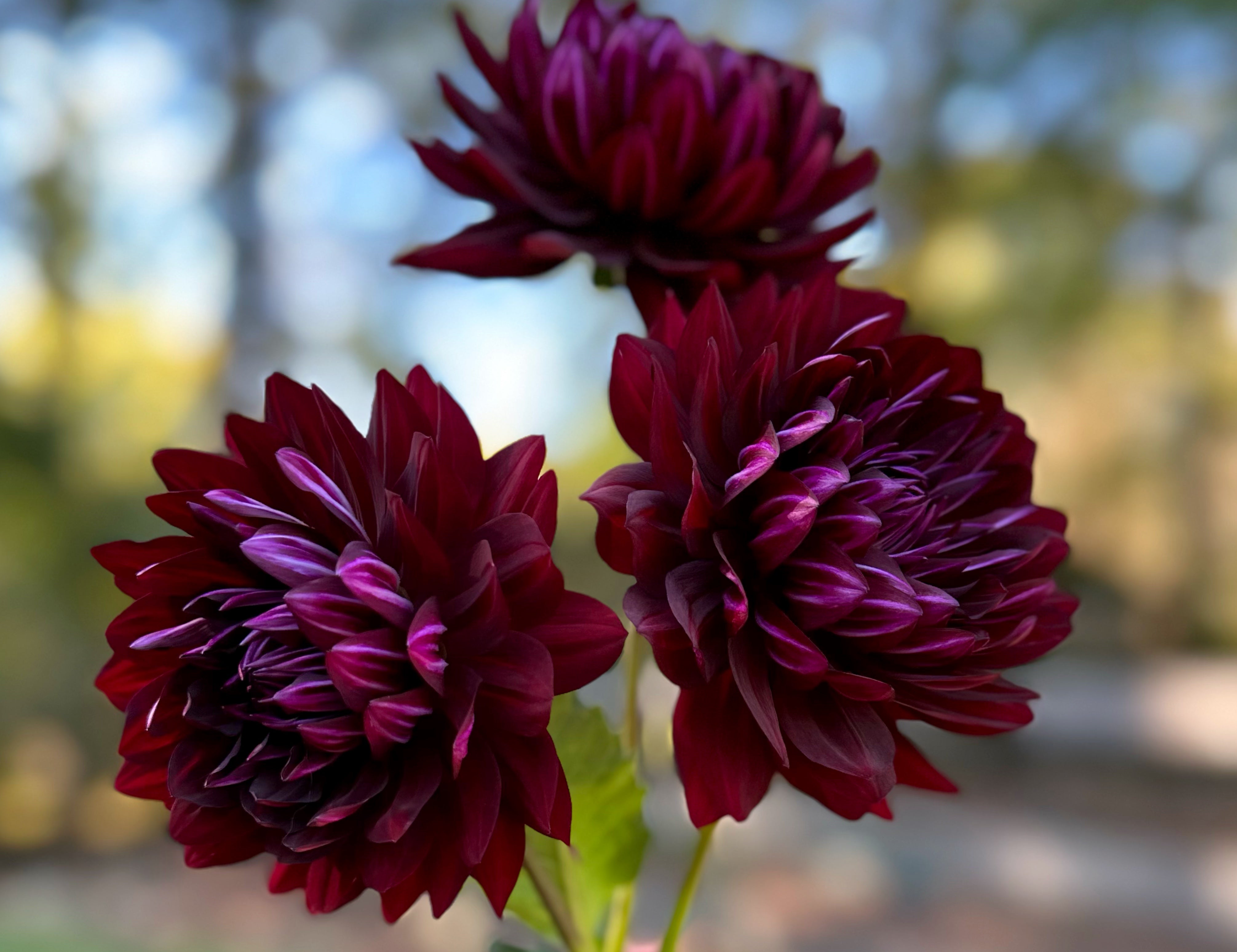 Burgundy Dahlias
