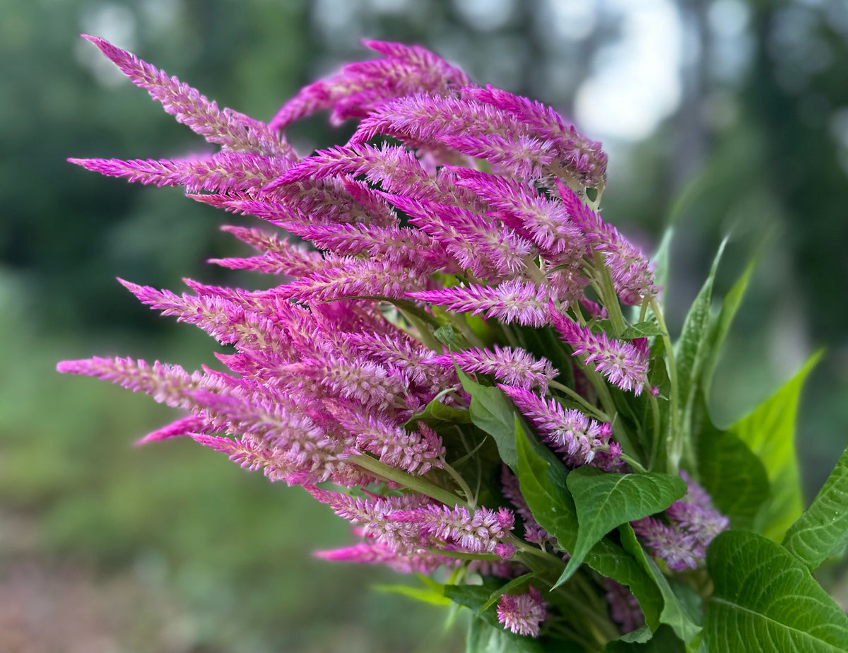 Sunday Series Bright Pink Celosia
