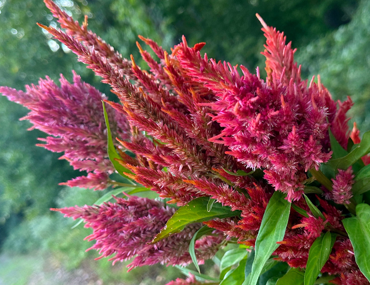 Floret’s Glowing Embers Celosia