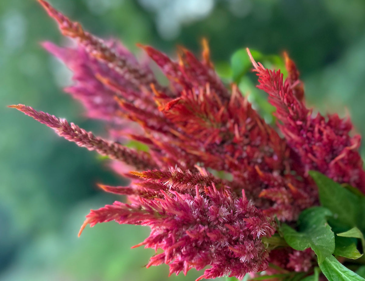 Floret’s Glowing Embers Celosia