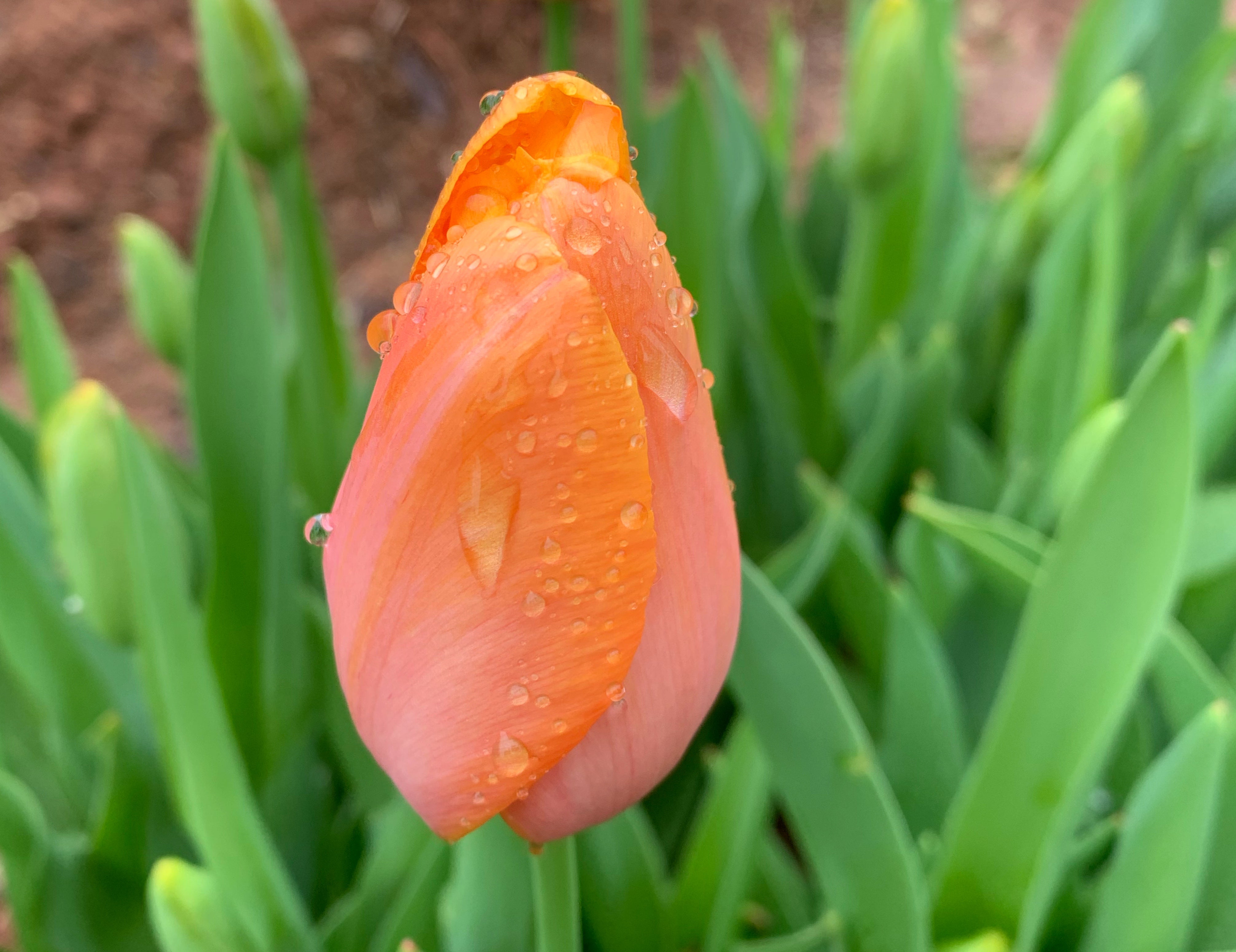 Dordogne Tulip