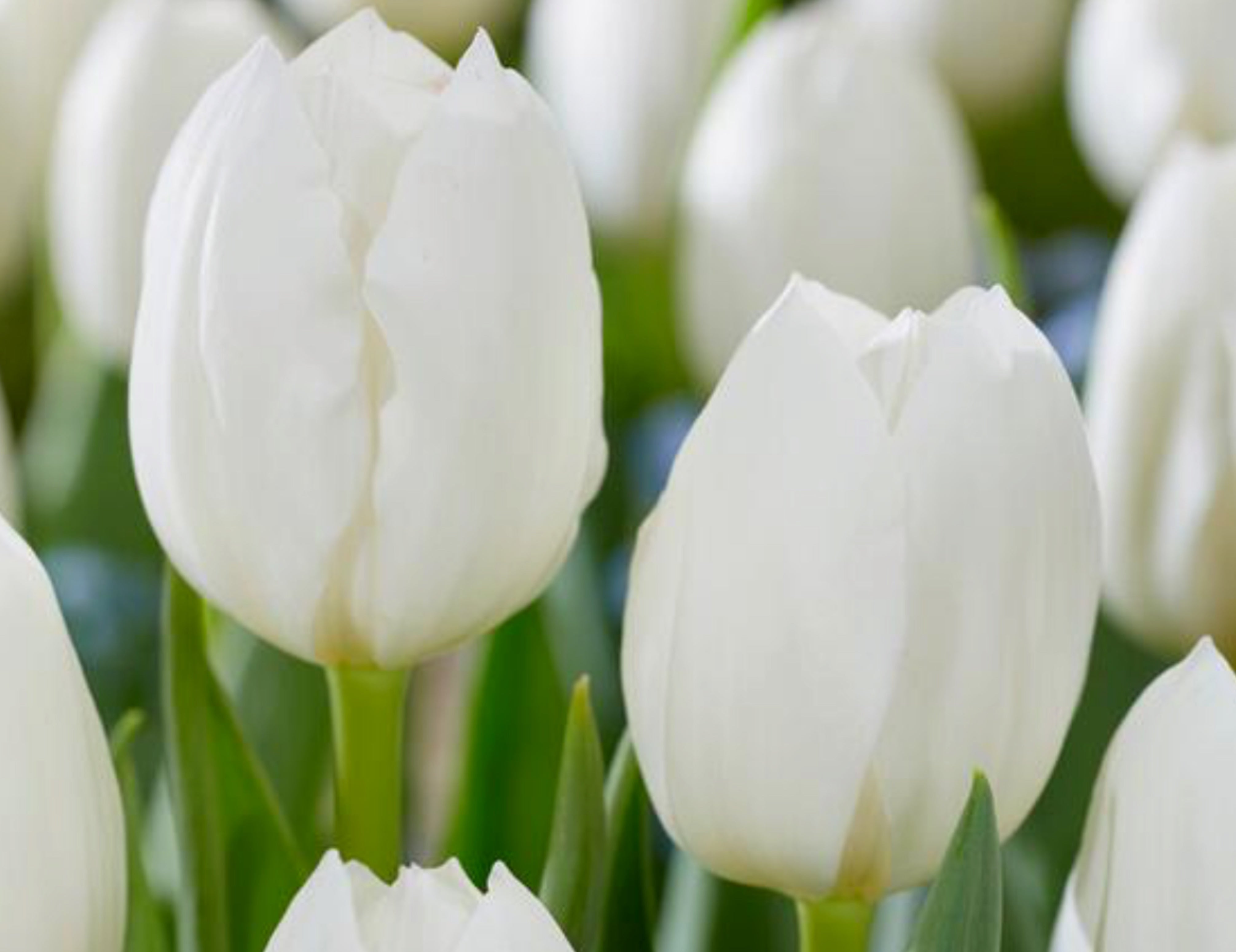 Jumbo White Tulip
