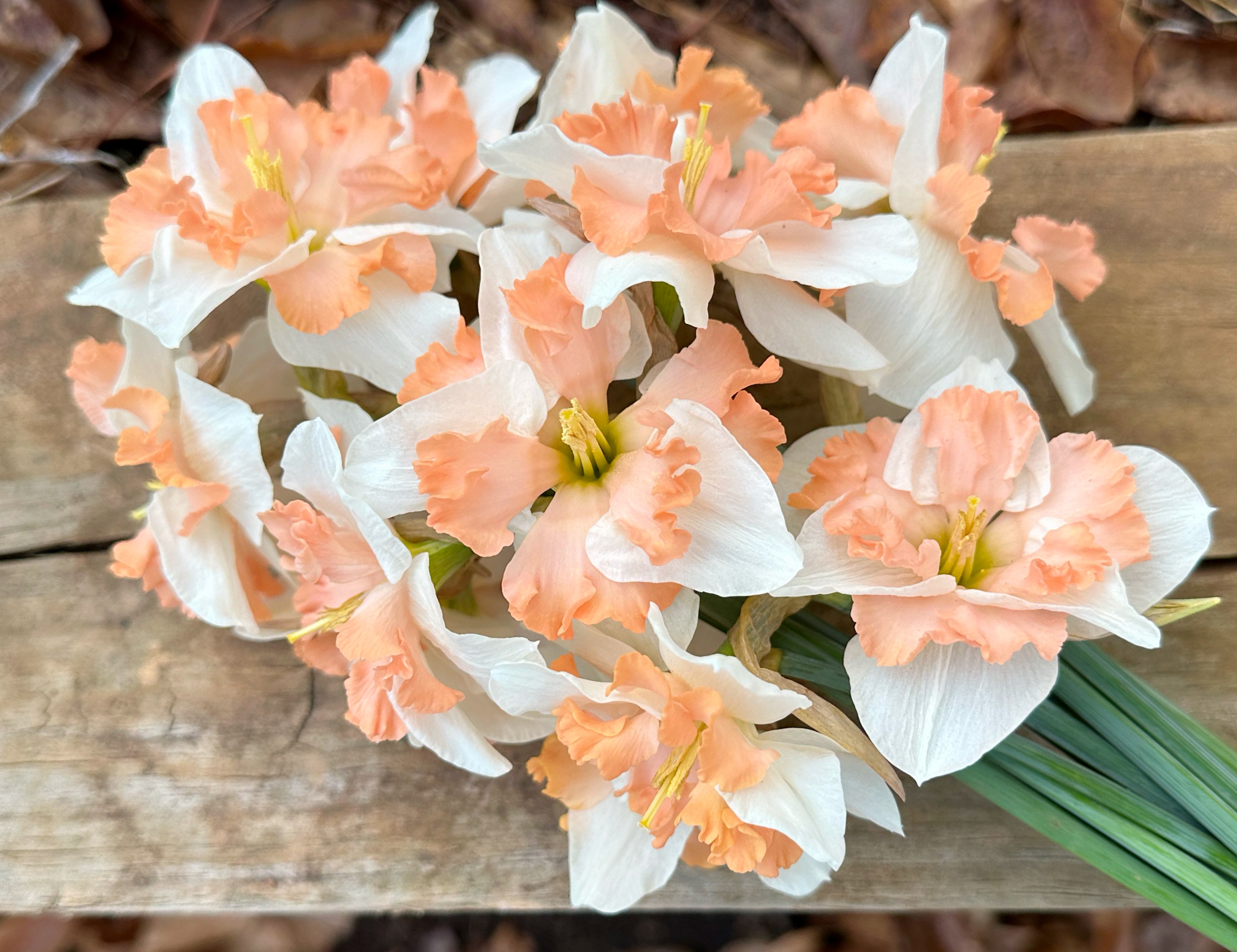 Sunny Girlfriend Narcissus