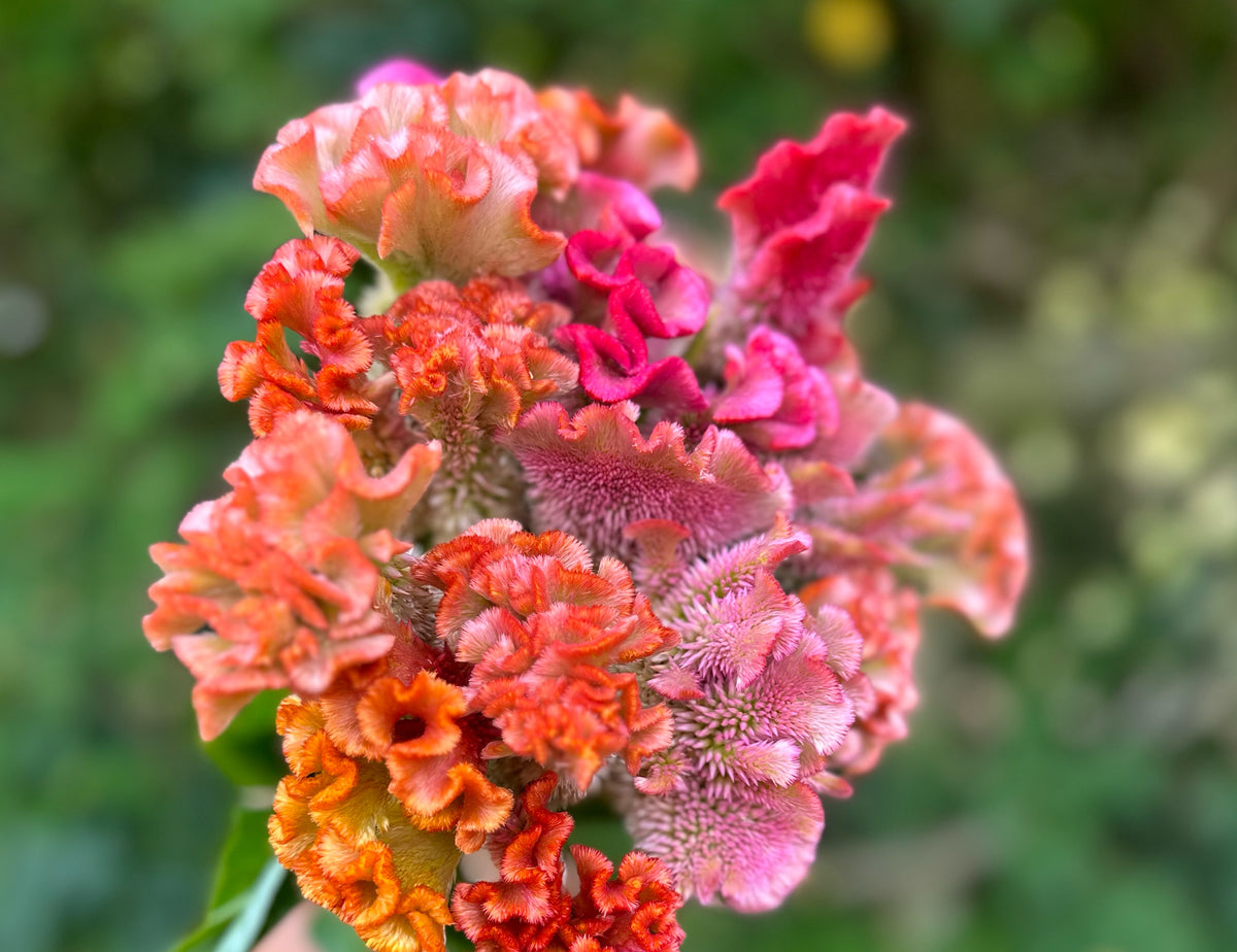 Floret’s Coral Reef Celosia