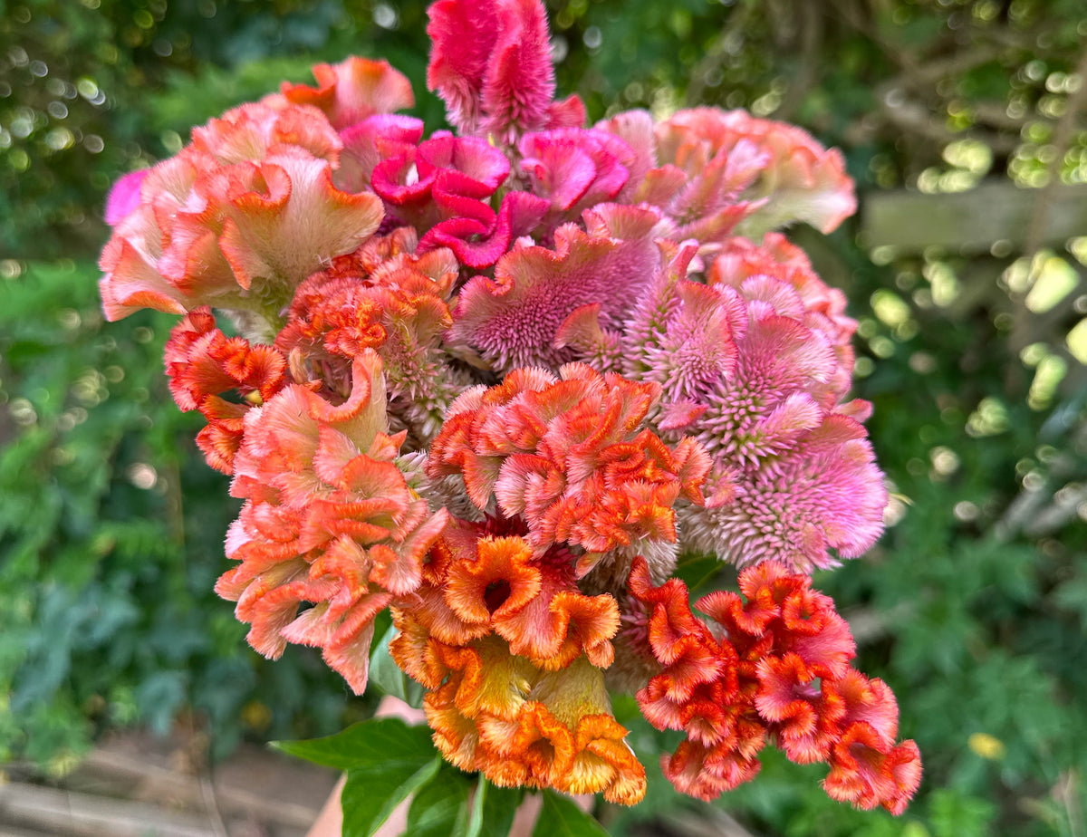 Floret’s Coral Reef Celosia