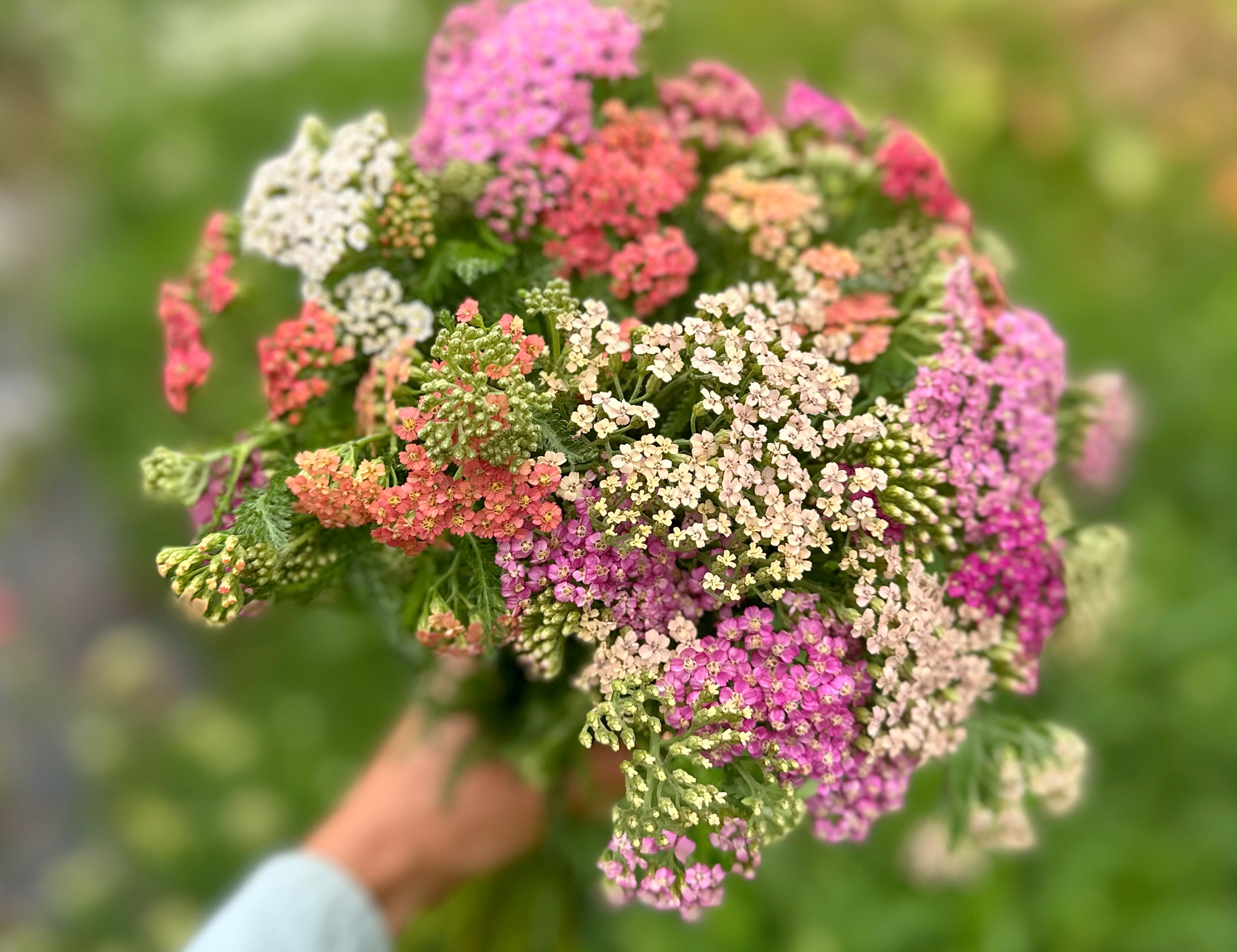 Colorado Mix Yarrow
