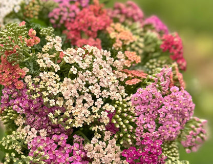 Colorado Mix Yarrow