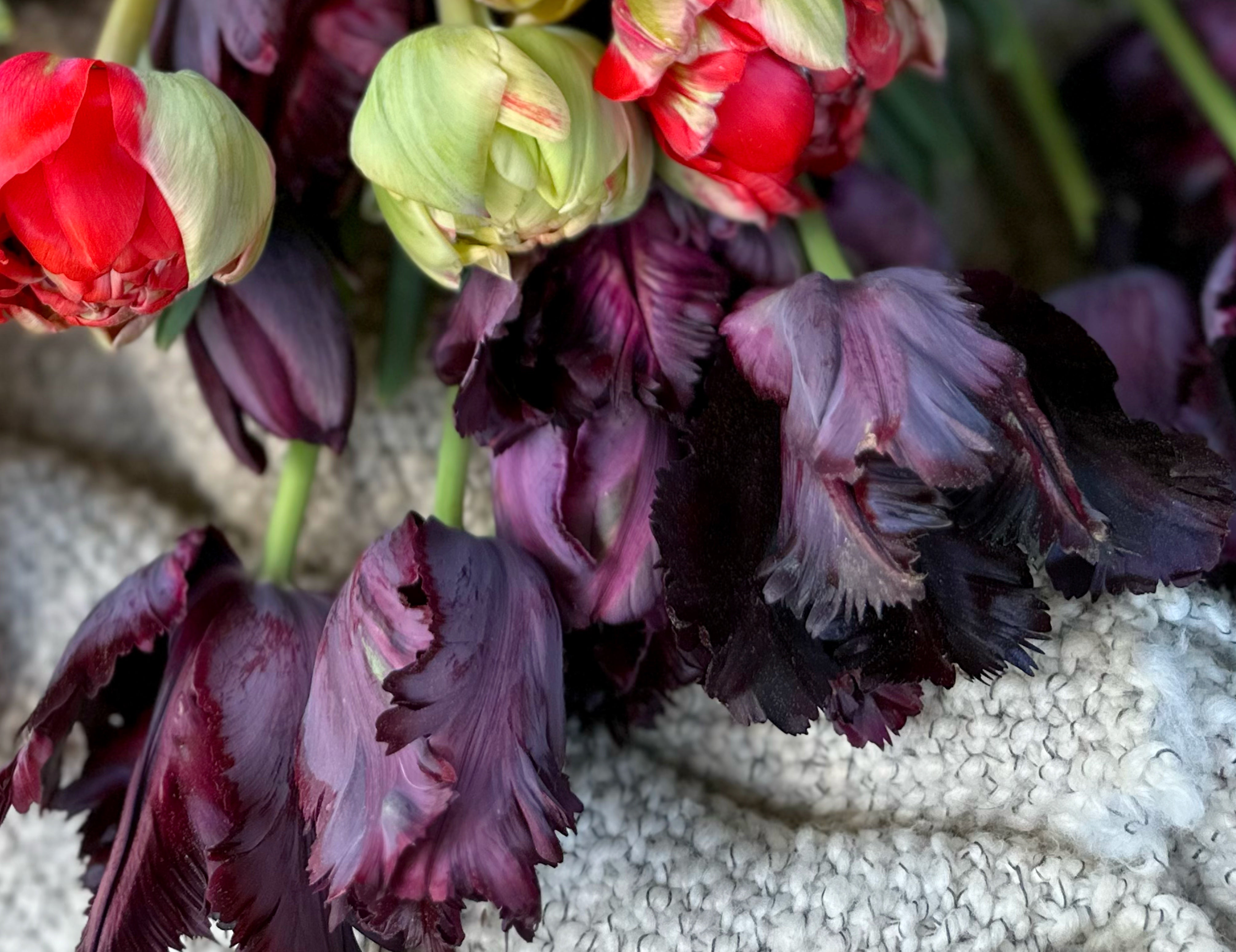 Black Parrot Tulip