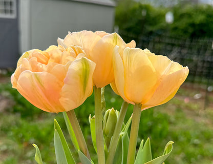 Charming Lady Tulip
