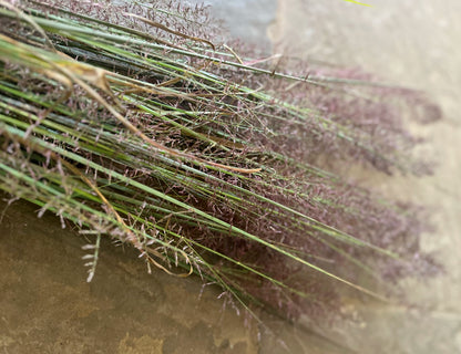 Native Wetland Grass
