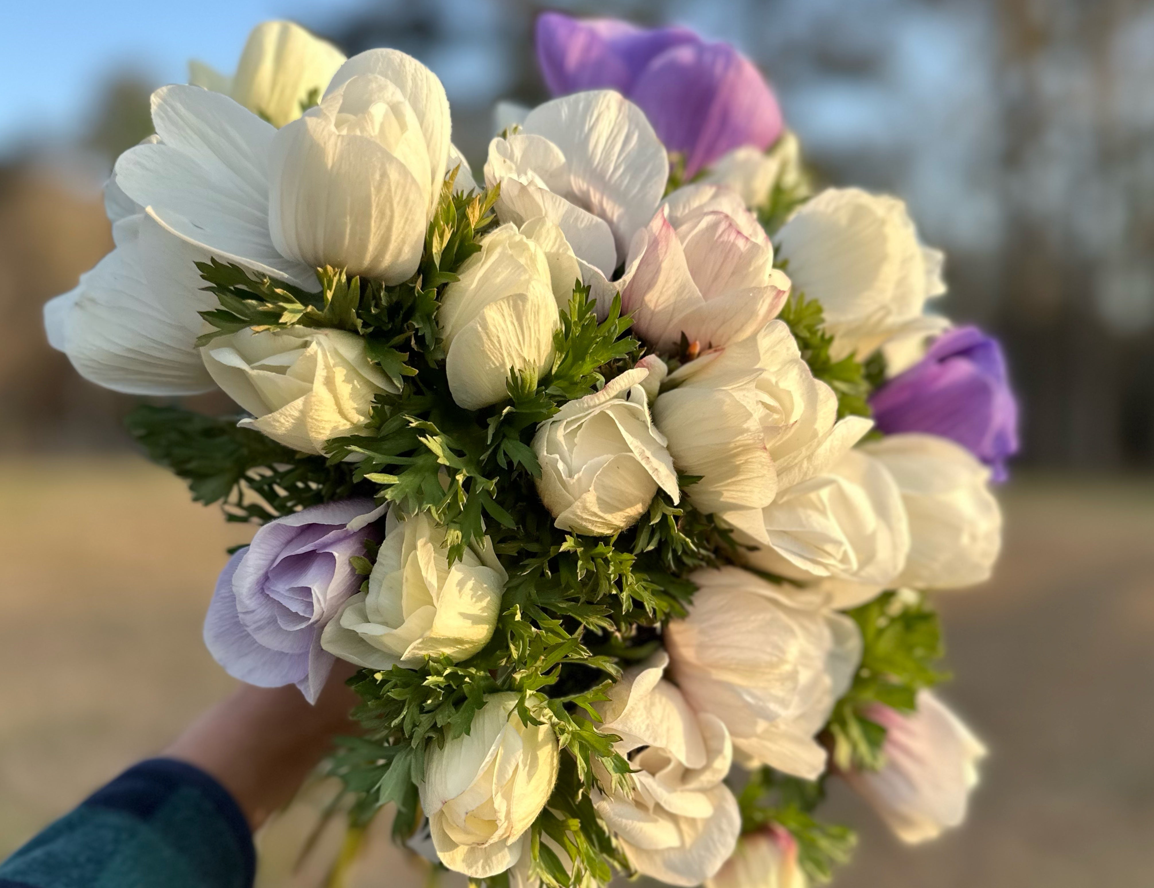 Pastel w/ Dark Eye Anemone