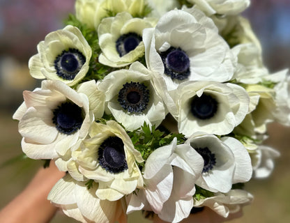 White w/ Black Eye Anemone