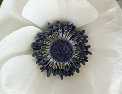 White w/ Black Eye Anemone