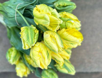 Yellow Madonna Tulip